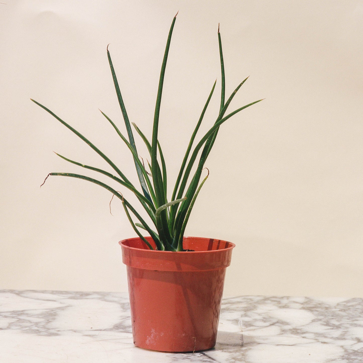 Spaghetti Strap: Agave geminiflora - 4 inch pot — indoor plant — indoor plant for sale by Promise Supply for delivery and pickup in Toronto.
