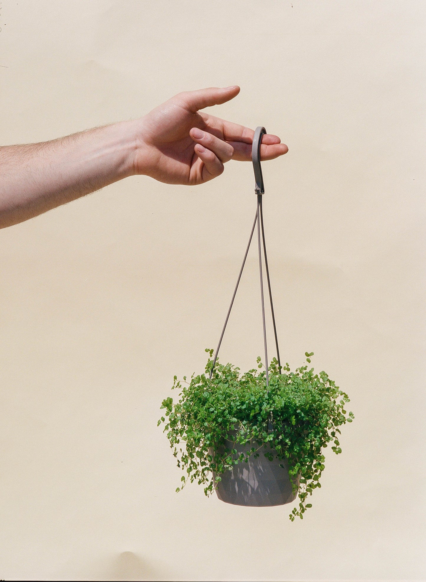 Baby Tears (Pilea depressa) in a 8 inch pot. Indoor plant for sale by Promise Supply for delivery and pickup in Toronto