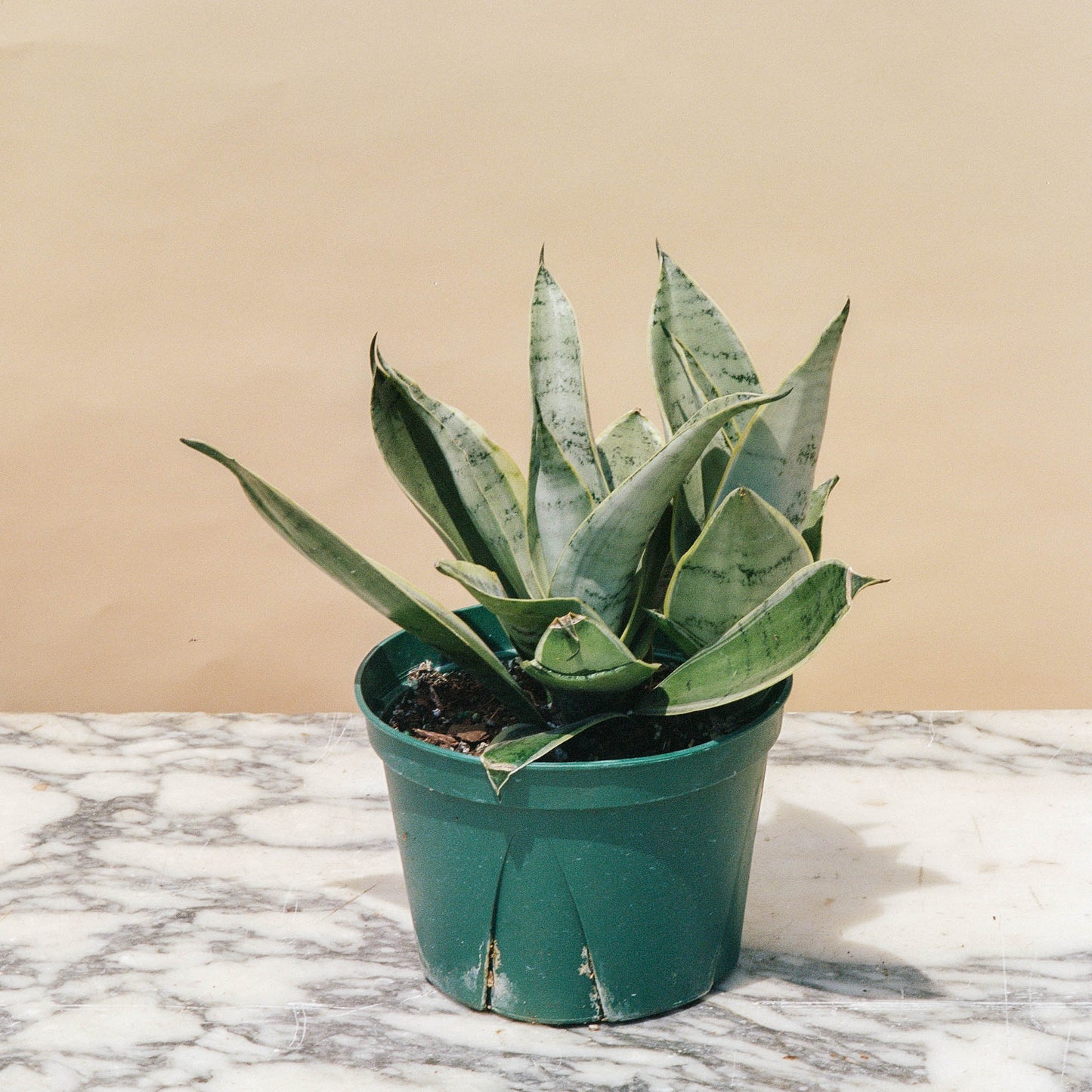 Night Owl Snake Plant: Sansevieria - 6 inch pot — indoor plant — indoor plant for sale by Promise Supply for delivery and pickup in Toronto.