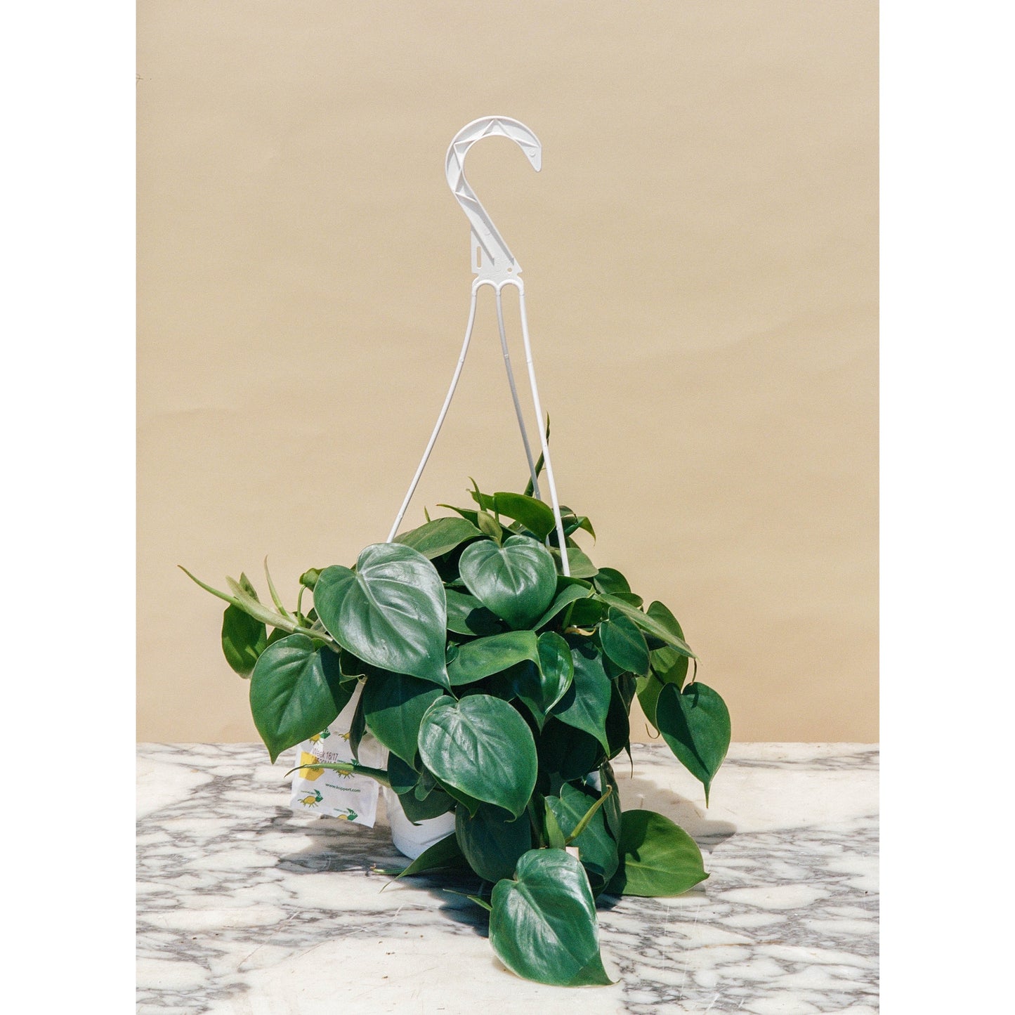 Heart Leaf Philodendron (Philodendron cordatum) in a 8 inch pot. Indoor plant for sale by Promise Supply for delivery and pickup in Toronto