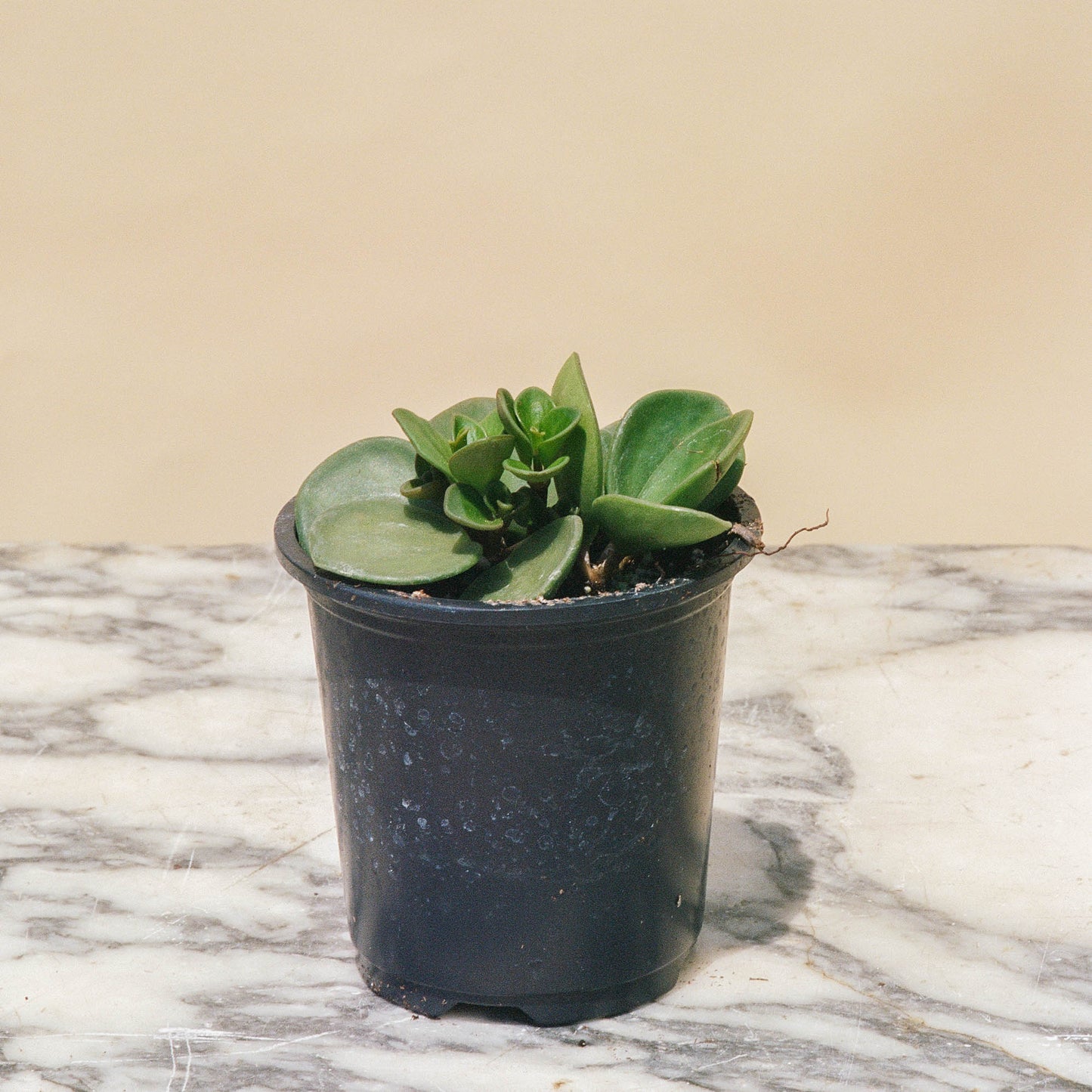 Peperomia Hope: Peperomia perciliata - 2.5 inch pot — indoor plant — indoor plant for sale by Promise Supply for delivery and pickup in Toronto.
