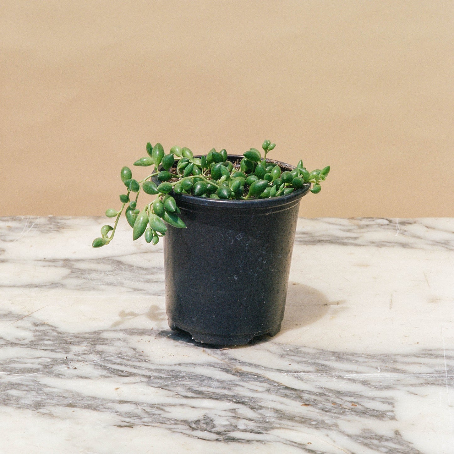 String of Teardrops: Senecio citriformis - 4 inch pot — indoor plant — indoor plant for sale by Promise Supply for delivery and pickup in Toronto.