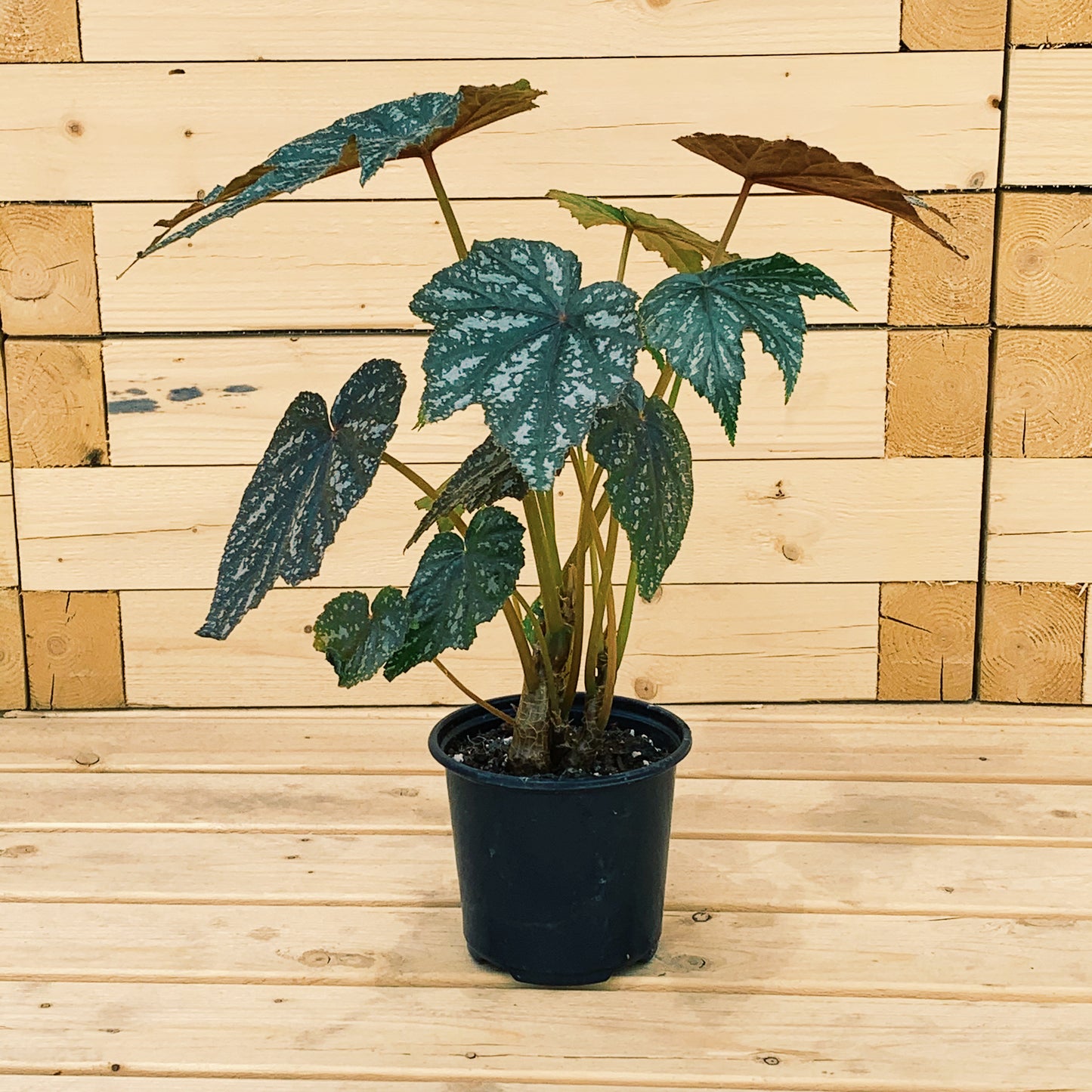 Gryphon Cane: Begonia - 4 inch pot — indoor plant — indoor plant for sale by Promise Supply for delivery and pickup in Toronto.
