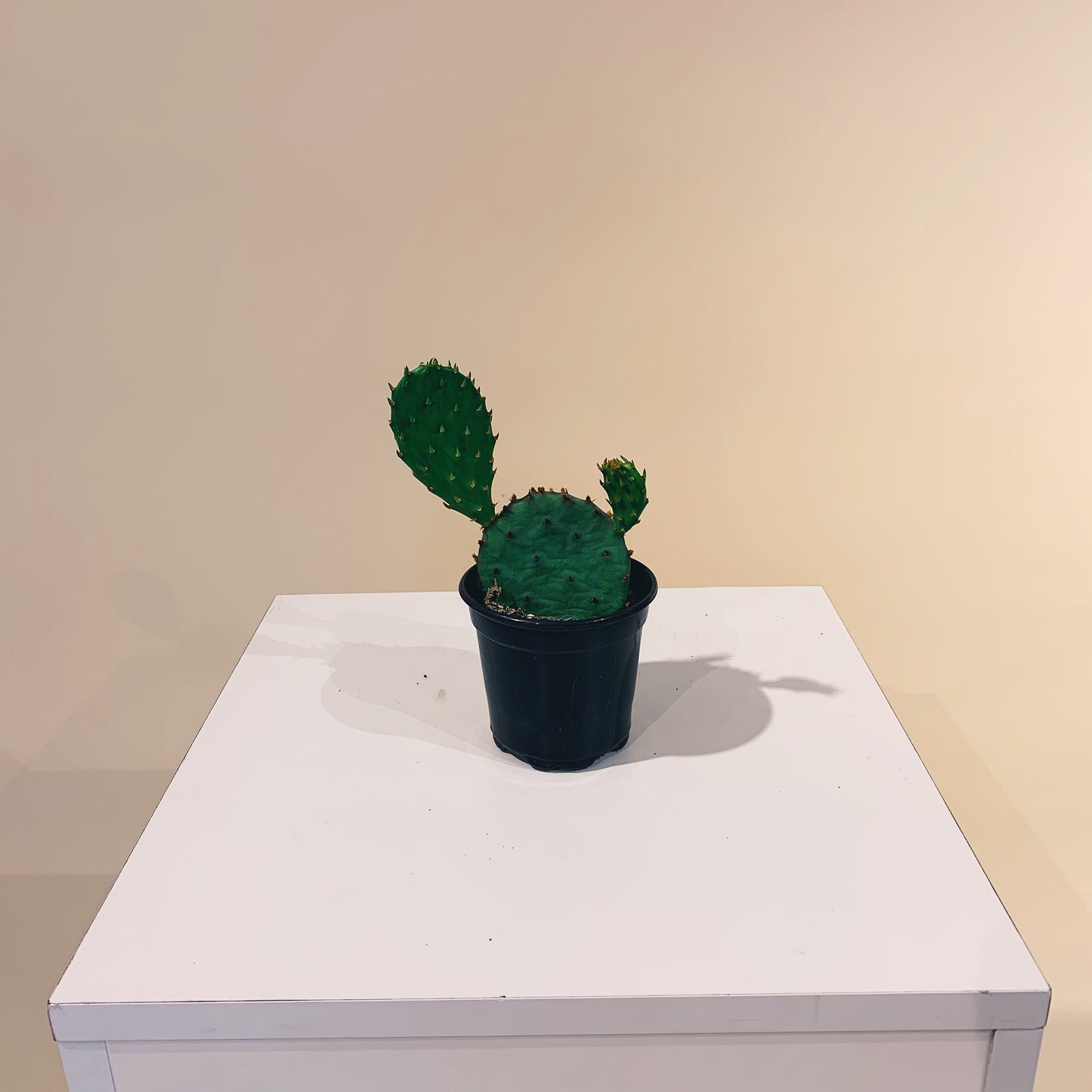 Prickly Pear Cactus (Opuntia phaeacantha) in a 4 inch pot. Indoor plant for sale by Promise Supply for delivery and pickup in Toronto