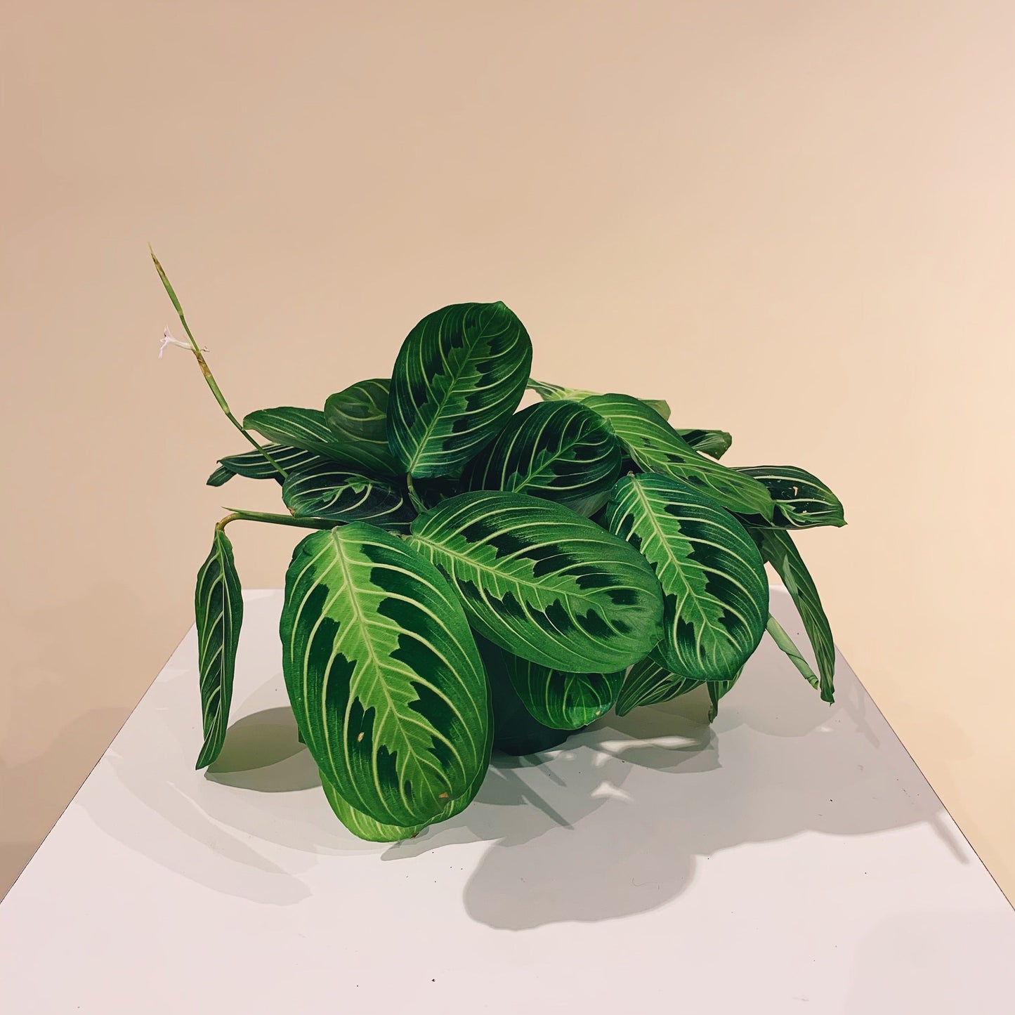 Green Striped Prayer Plant: Maranta leuconeura 'Lemon Lime' - 5 inch pot — indoor plant — indoor plant for sale by Promise Supply for delivery and pickup in Toronto.