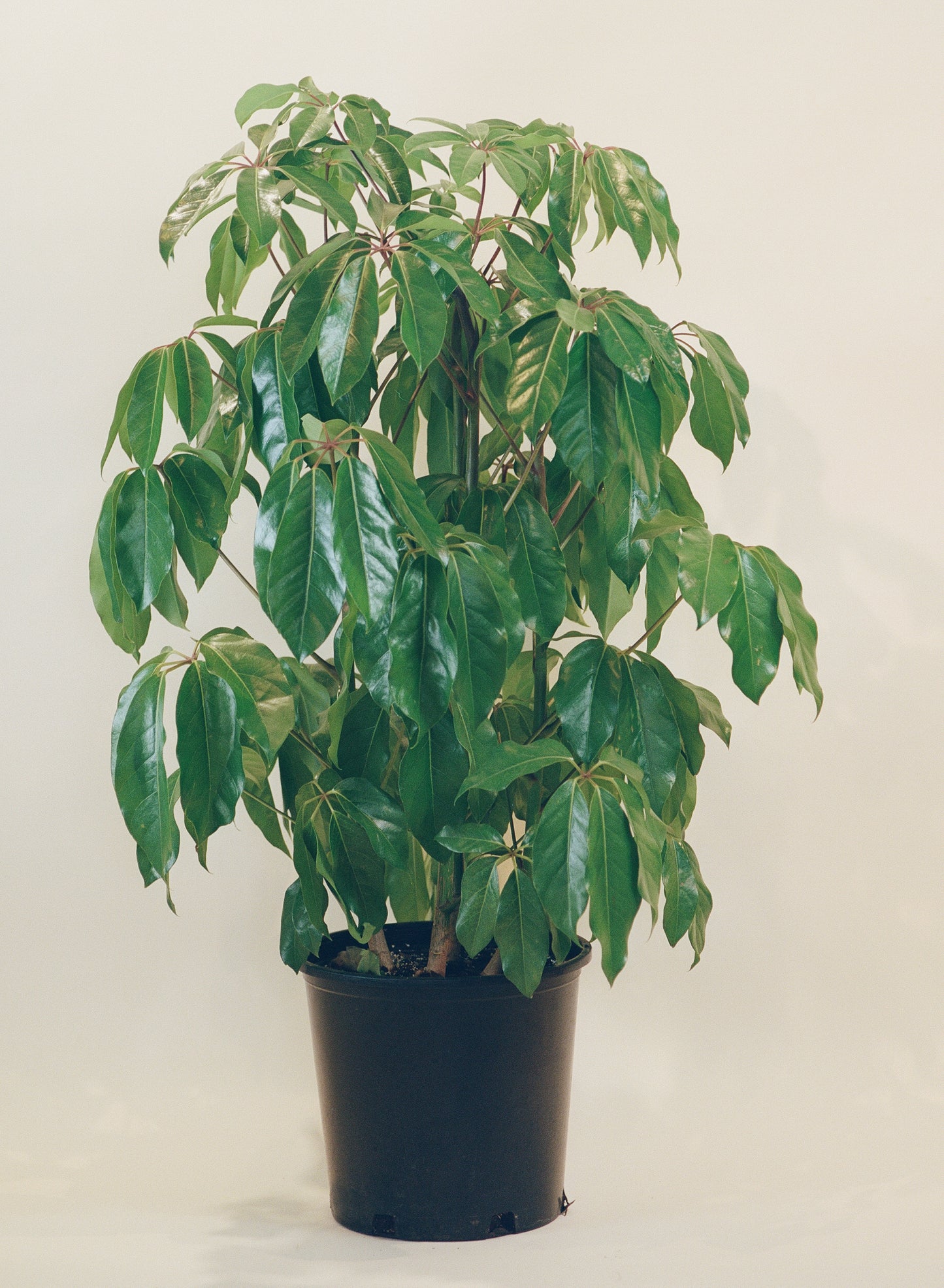 Amate Umbrella Tree: Schefflera actinophylla - 14 inch pot - 4-6 foot tall — indoor plant — indoor plant for sale by Promise Supply for delivery and pickup in Toronto.