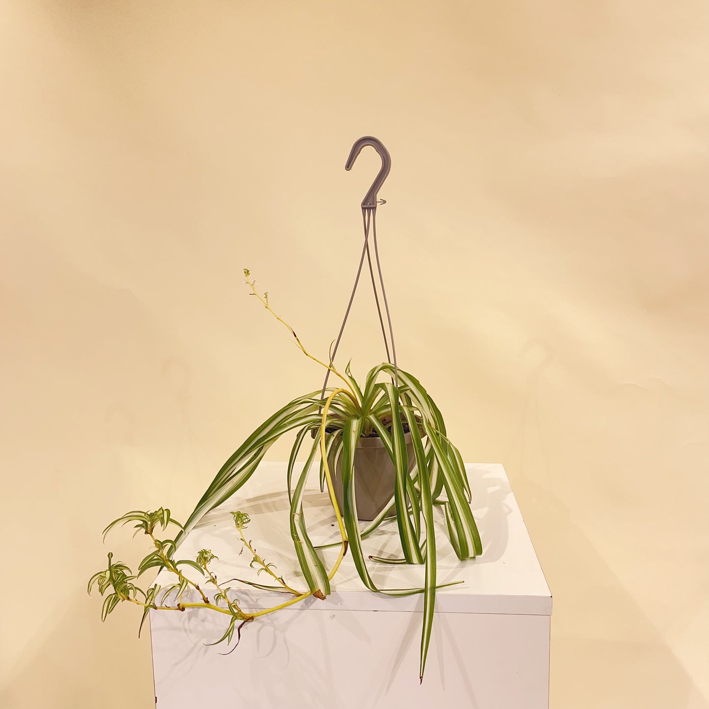 Spider Plant: Chlorophytum comosum - 6 inch hanging basket — indoor plant — indoor plant for sale by Promise Supply for delivery and pickup in Toronto.
