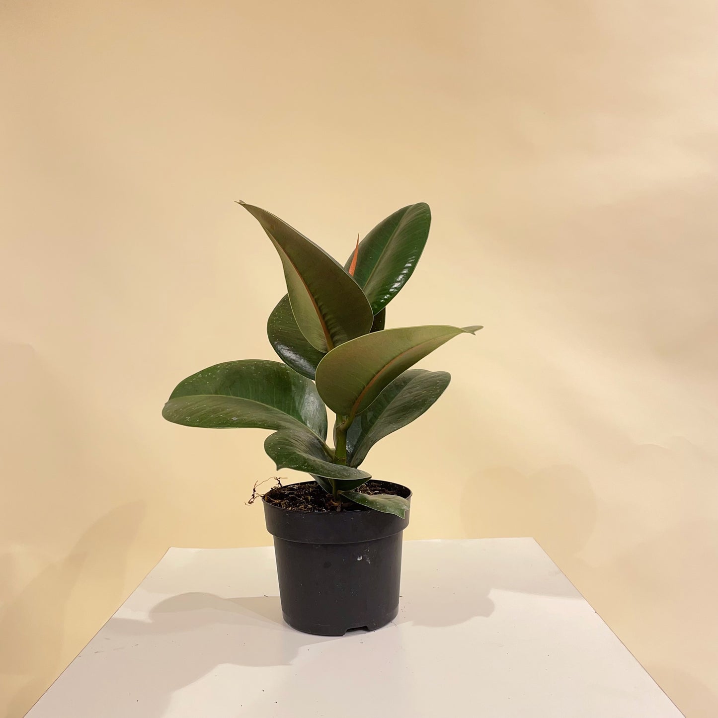 Green Rubber Plant: Ficus elastica - 5 inch pot — indoor plant — indoor plant for sale by Promise Supply for delivery and pickup in Toronto.