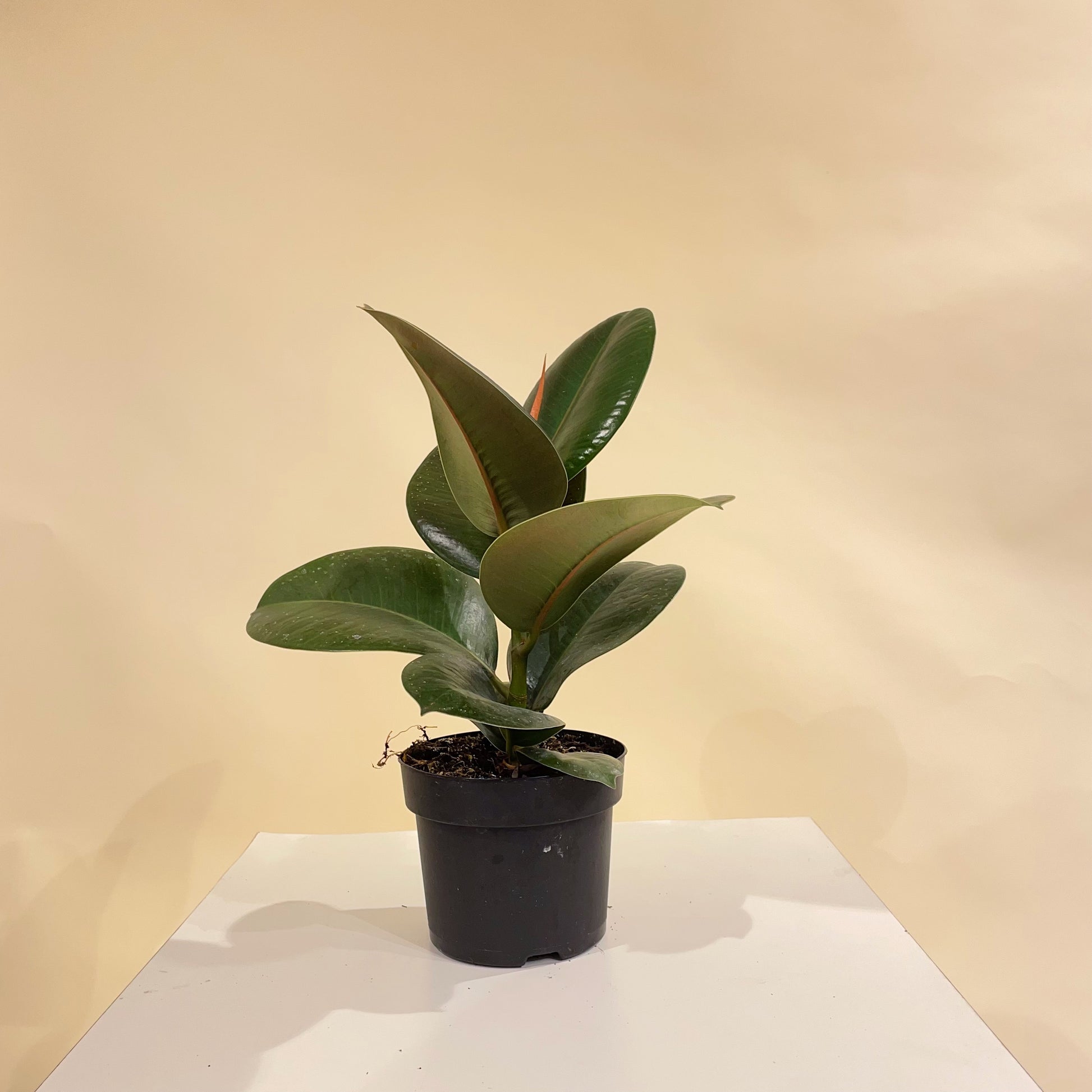 Green Rubber Plant: Ficus elastica - 5 inch pot — indoor plant — indoor plant for sale by Promise Supply for delivery and pickup in Toronto.