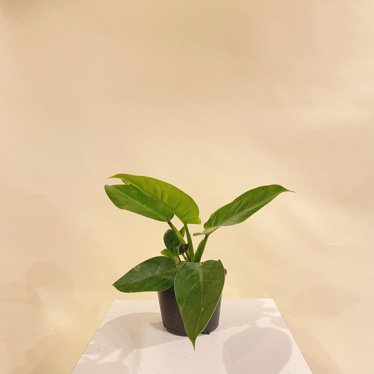 Green Imperial: Philodendron - 6 inch pot — indoor plant — indoor plant for sale by Promise Supply for delivery and pickup in Toronto.