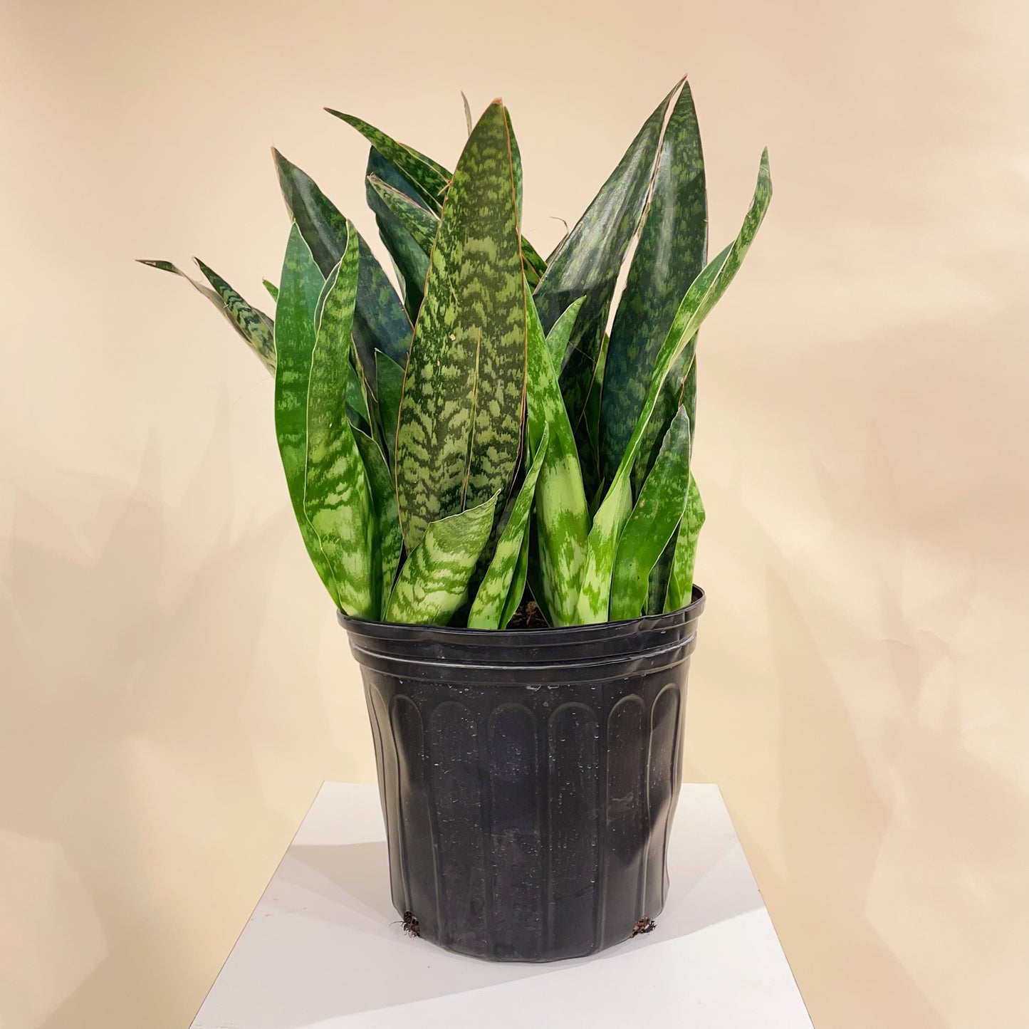 Wide-Leaf Snake Plant: Sansevieria trifasciata 'Jaboa' - 10 inch pot — indoor plant — indoor plant for sale by Promise Supply for delivery and pickup in Toronto.