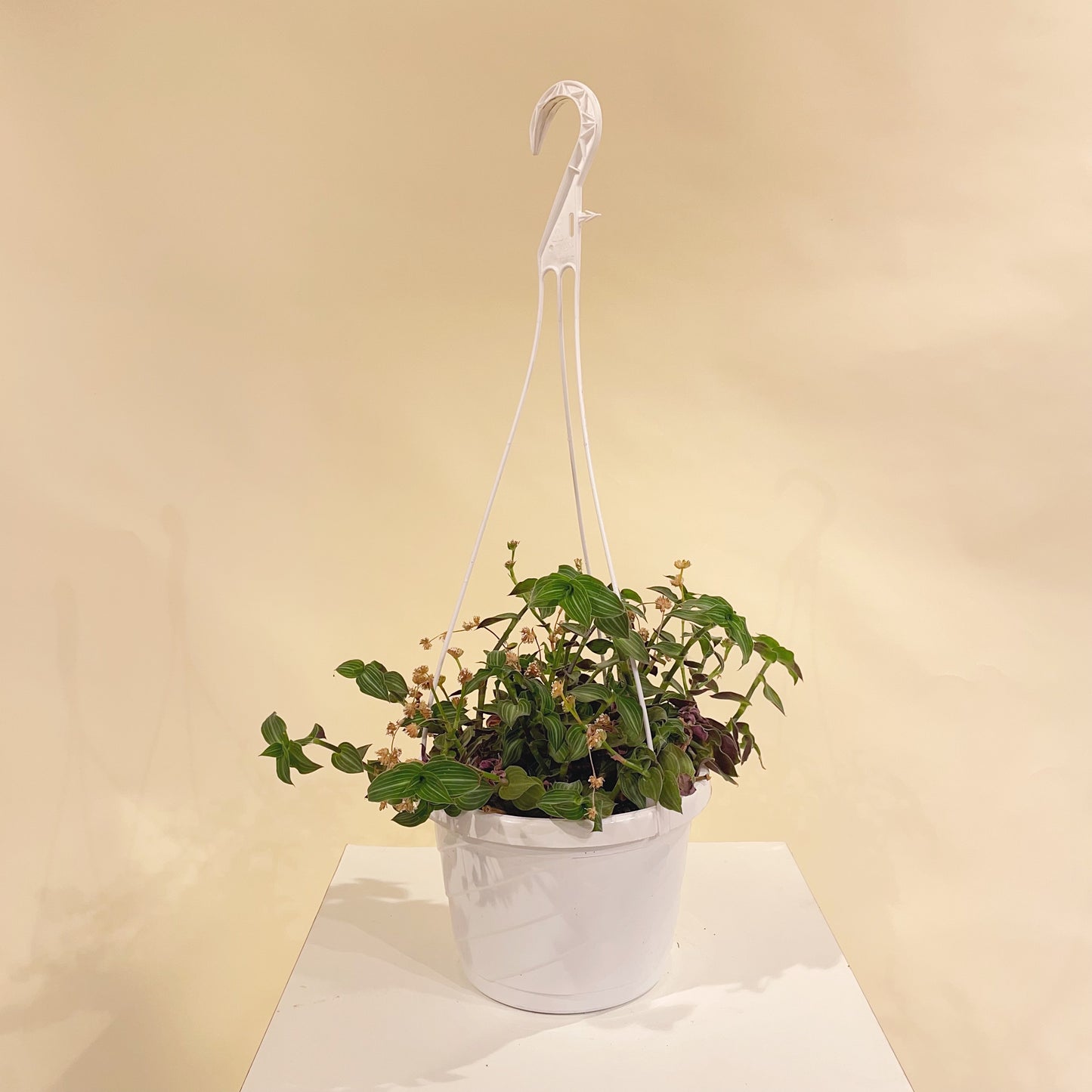 Wandering Dude: Tradescantia zebrina - 8 inch hanging basket — indoor plant — indoor plant for sale by Promise Supply for delivery and pickup in Toronto.