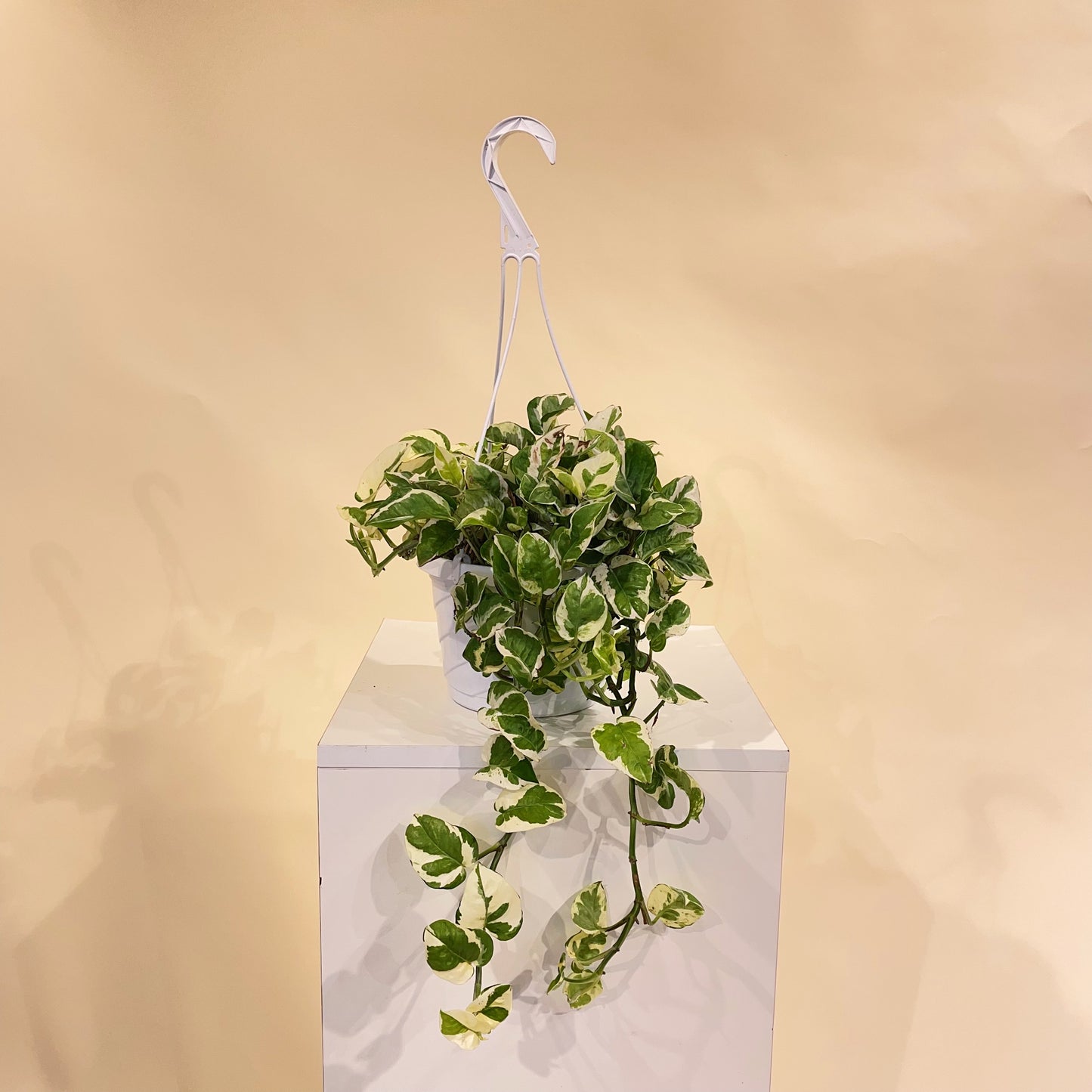 Pearls and Jade Pothos: Epipremnum aureum - 8 inch hanging basket — indoor plant — indoor plant for sale by Promise Supply for delivery and pickup in Toronto.