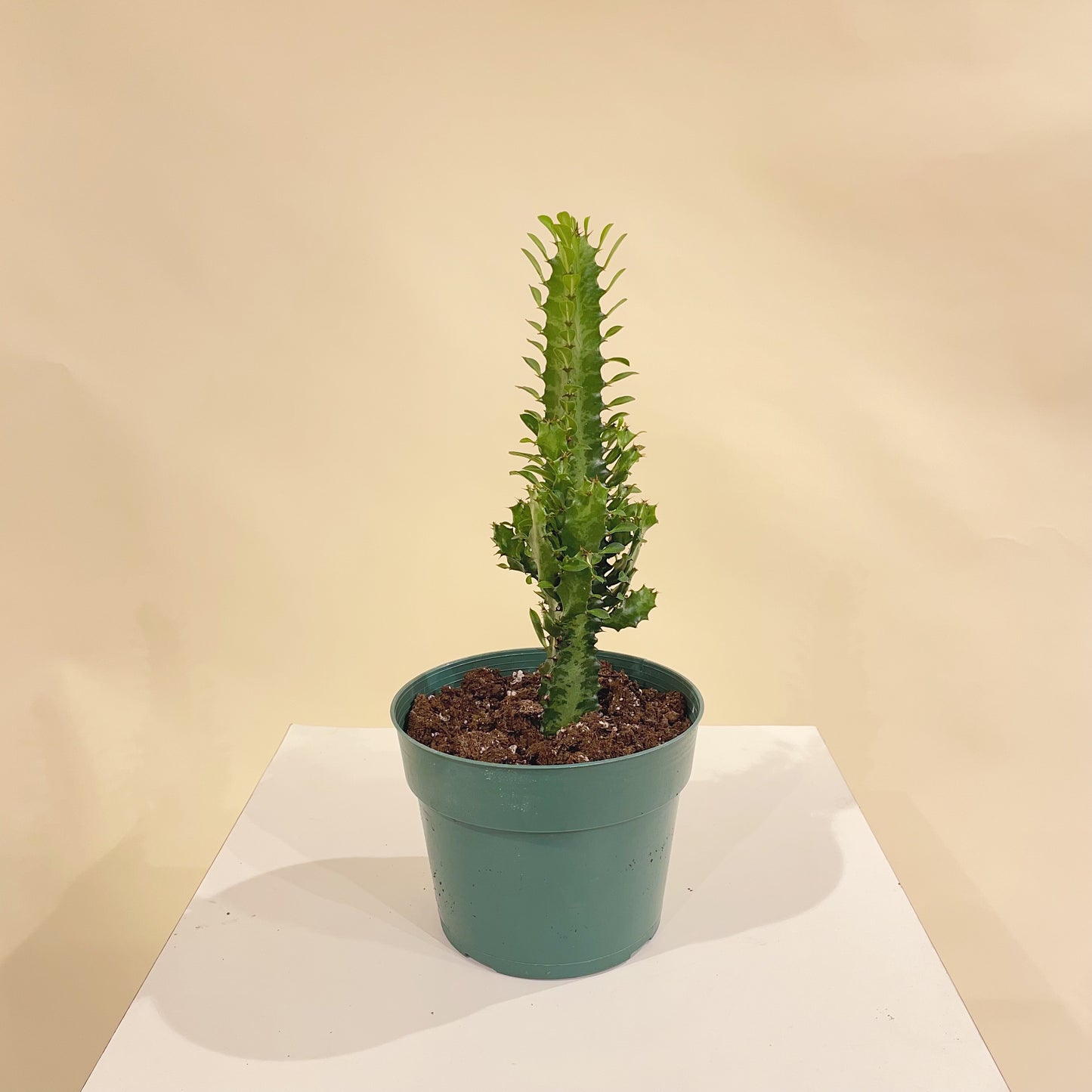 African Milk Tree Cactus: Euphorbia trigona - 6 inch pot — indoor plant — indoor plant for sale by Promise Supply for delivery and pickup in Toronto.