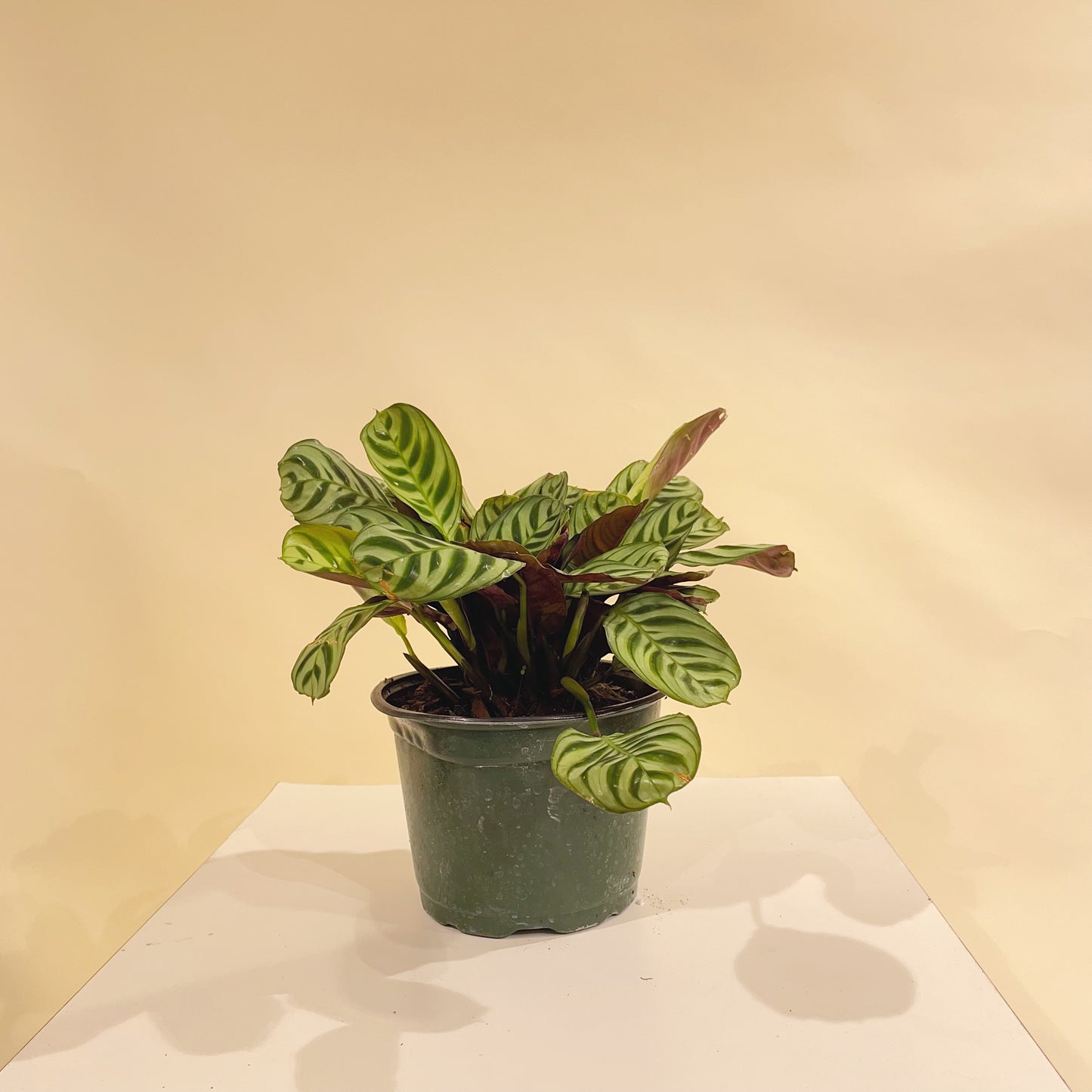 Burl Marx Calathea: Goeppertia - 6 inch pot — indoor plant — indoor plant for sale by Promise Supply for delivery and pickup in Toronto.