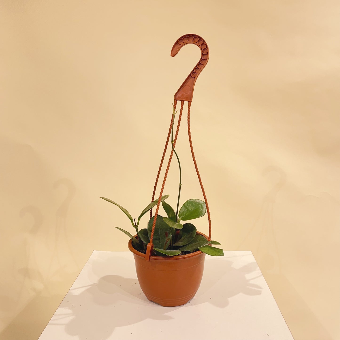Wax Vine (Hoya australis) in a 8 inch pot. Indoor plant for sale by Promise Supply for delivery and pickup in Toronto
