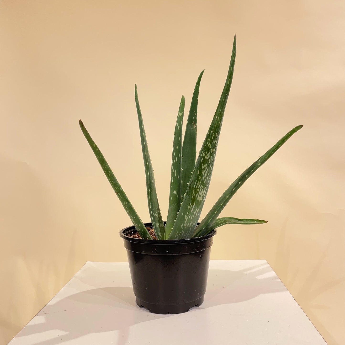Aloe Vera: Aloe barbadensis - 6 inch pot — indoor plant — indoor plant for sale by Promise Supply for delivery and pickup in Toronto.