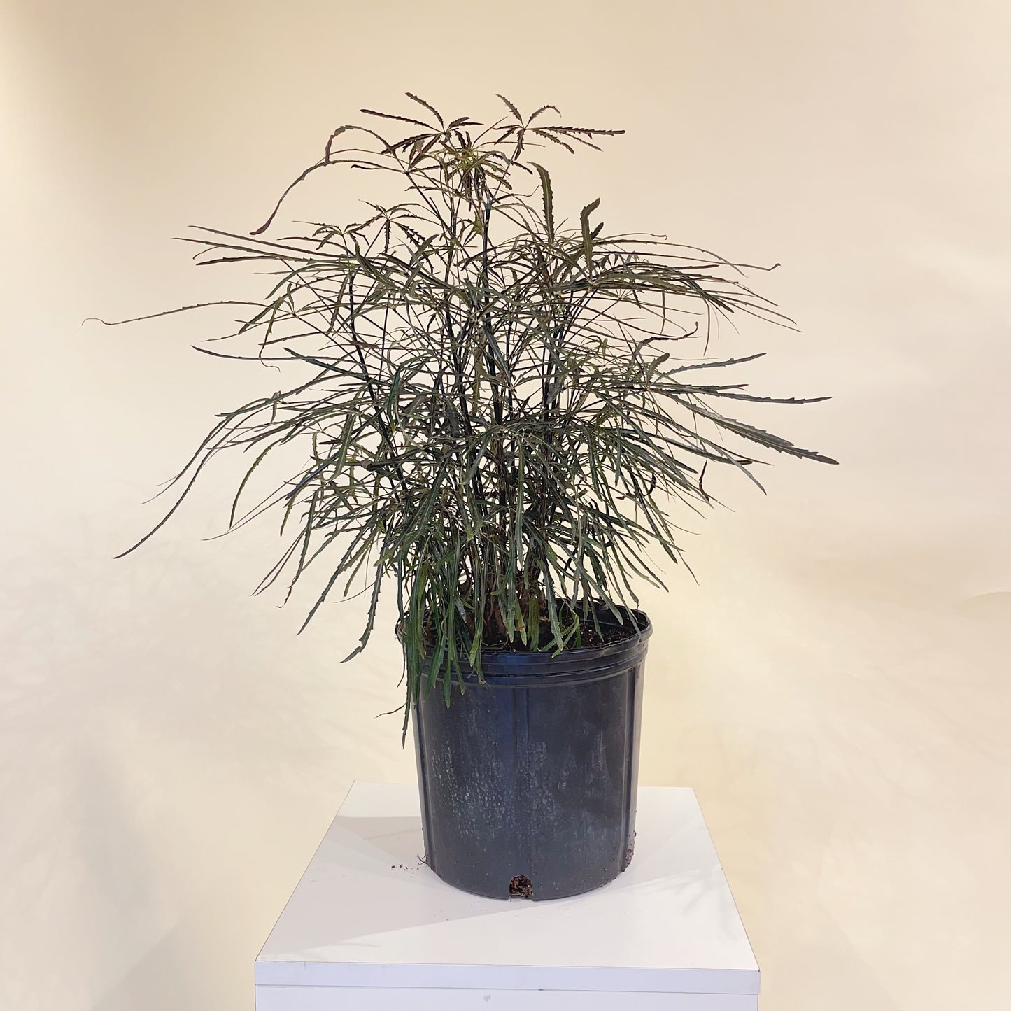 (Trichilia emetica) in a 10 inch pot. Indoor plant for sale by Promise Supply for delivery and pickup in Toronto