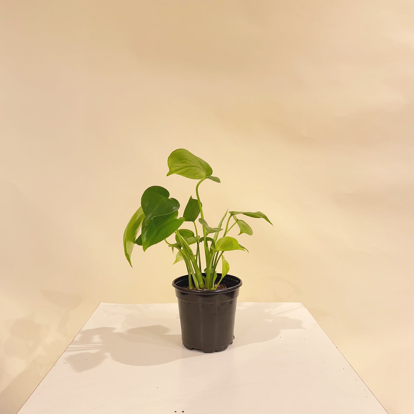 Swiss Cheese Monstera (Monstera deliciosa) in a 4 inch pot. Indoor plant for sale by Promise Supply for delivery and pickup in Toronto