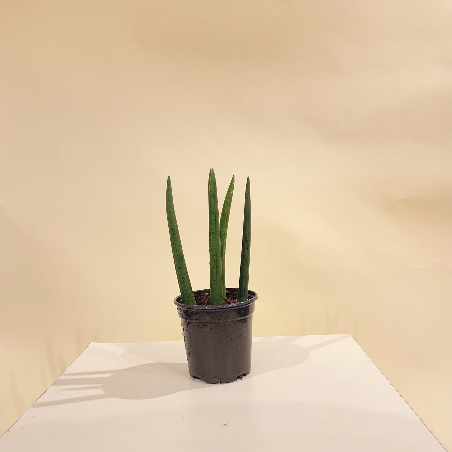 Spear Snake plant: Sansevieria cylindrica - 4 inch pot — indoor plant — indoor plant for sale by Promise Supply for delivery and pickup in Toronto.