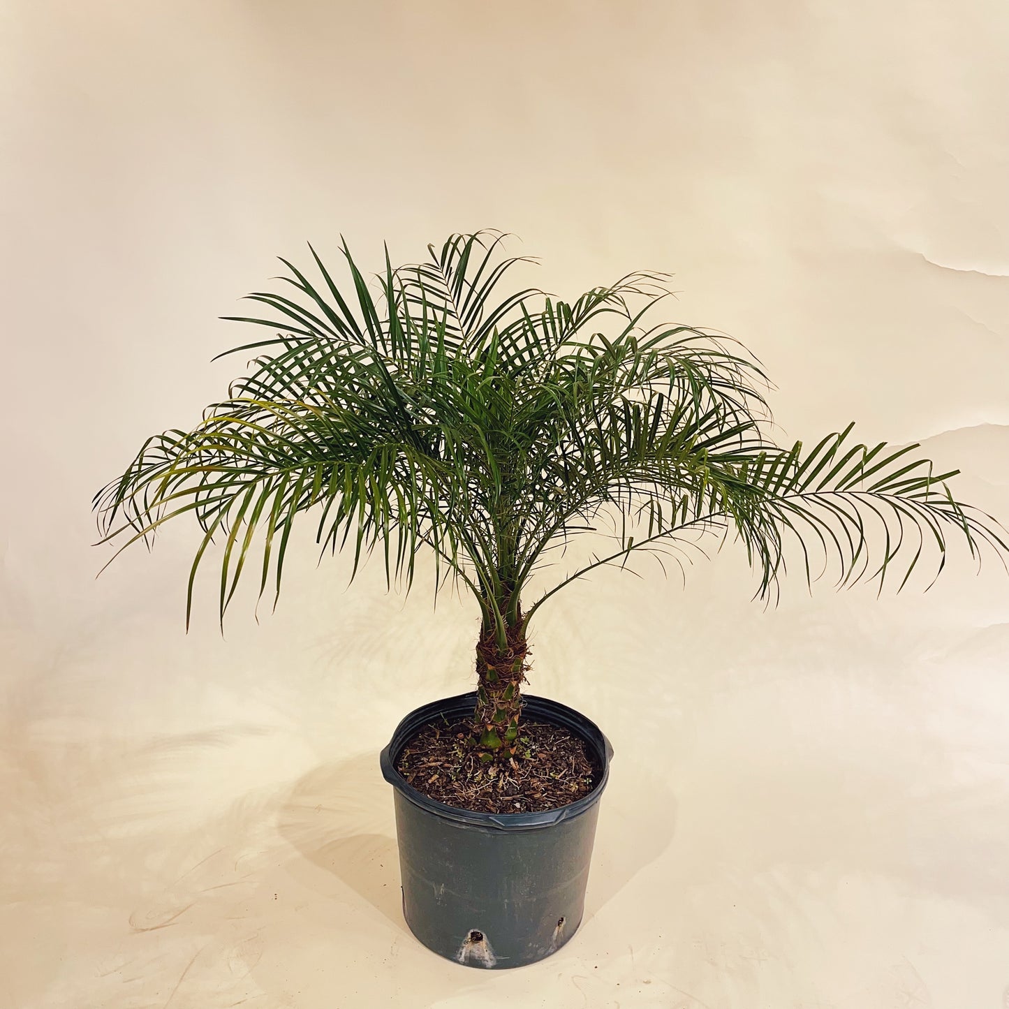 Date Palm (Phoenix roebelenii) in a 14 inch pot. Indoor plant for sale by Promise Supply for delivery and pickup in Toronto