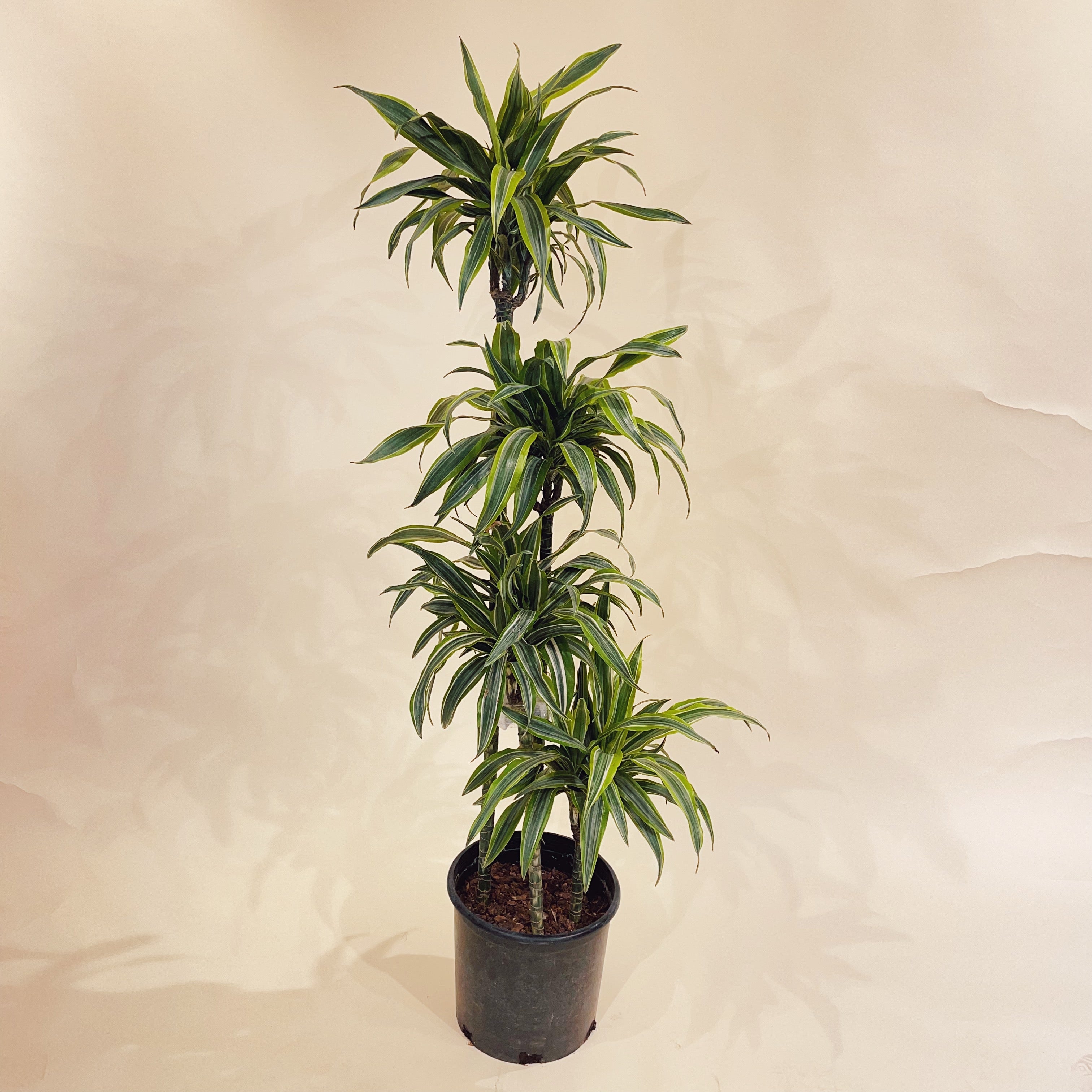 dracaena lemon lime cane Lemon Lime Dracaena Fragrans - 12" Pot