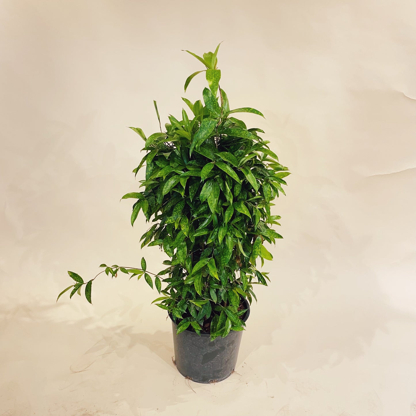 Florida Beauty Cane Bush: Dracaena surculosa - 12 inch pot - 4 foot tall — indoor plant — indoor plant for sale by Promise Supply for delivery and pickup in Toronto.