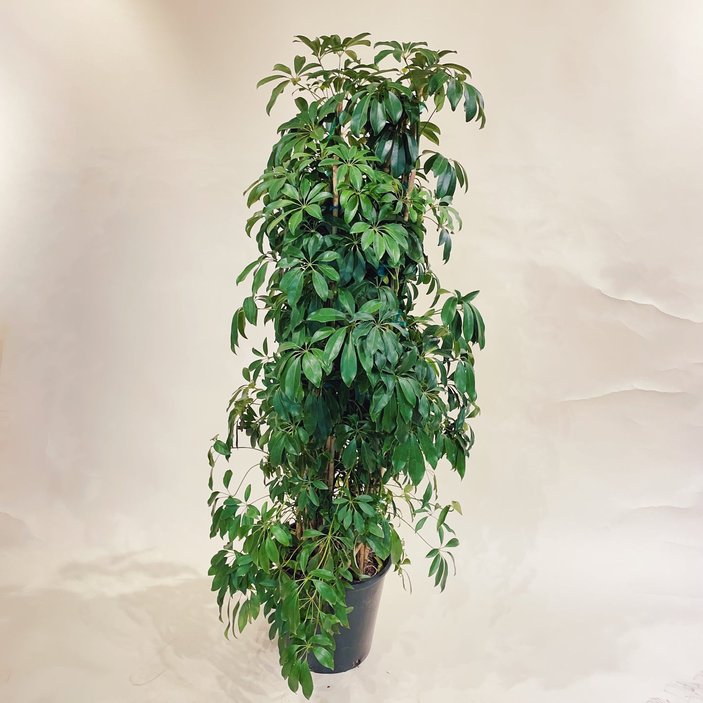Umbrella Tree Column: Schefflera arboricola - 14 inch pot - 5.5-6 foot tall — indoor plant — indoor plant for sale by Promise Supply for delivery and pickup in Toronto.
