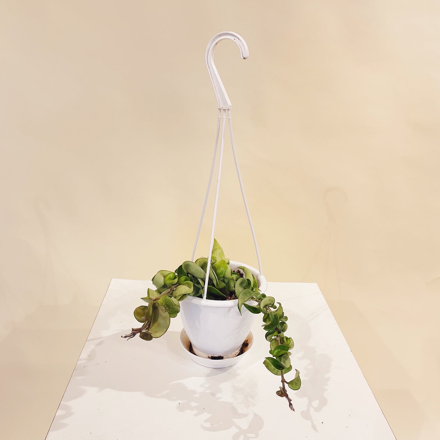 Hindu Rope: Hoya carnosa 'Compacta' - 5 inch hanging basket — indoor plant — indoor plant for sale by Promise Supply for delivery and pickup in Toronto.