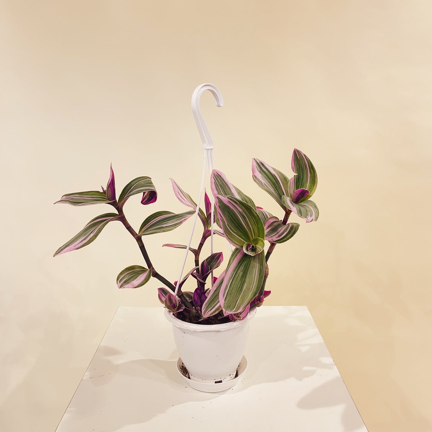 Bubblegum Wandering Dude (Tradescantia) in a 5 inch pot. Indoor plant for sale by Promise Supply for delivery and pickup in Toronto