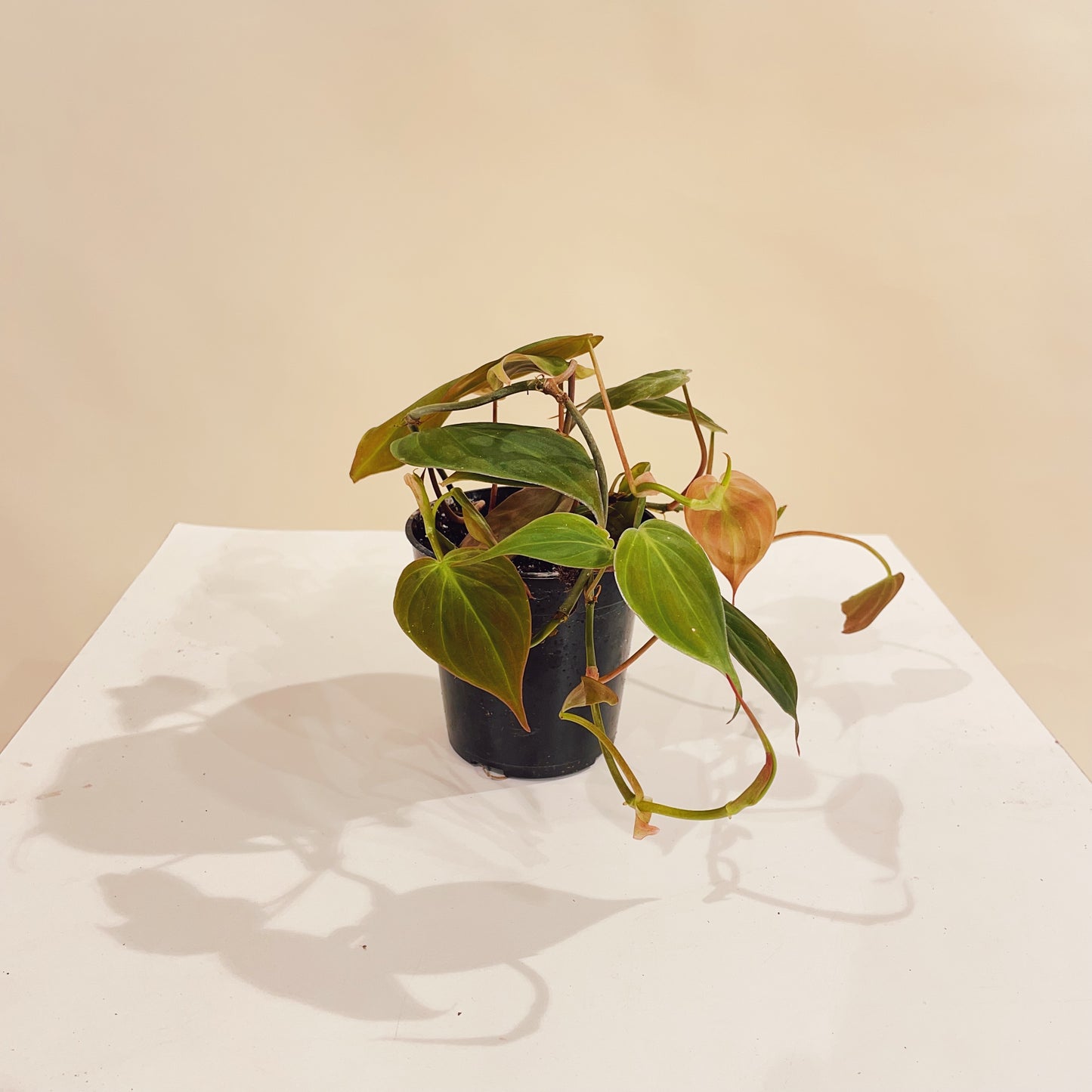 Philo Micans (Philodendron micans) in a 4 inch pot. Indoor plant for sale by Promise Supply for delivery and pickup in Toronto