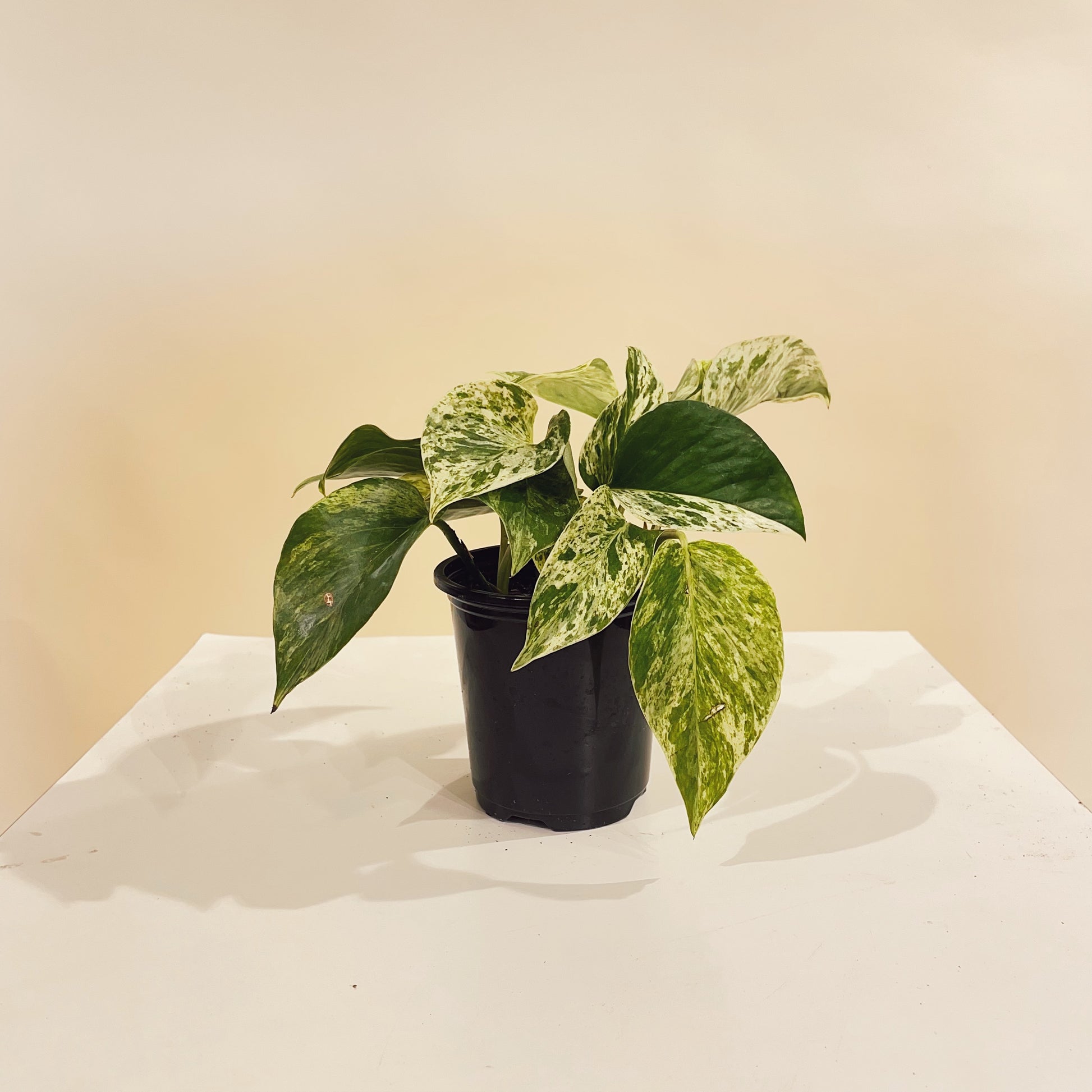 Marble Queen Pothos: Epipremnum aureum - 4 inch pot — indoor plant — indoor plant for sale by Promise Supply for delivery and pickup in Toronto.