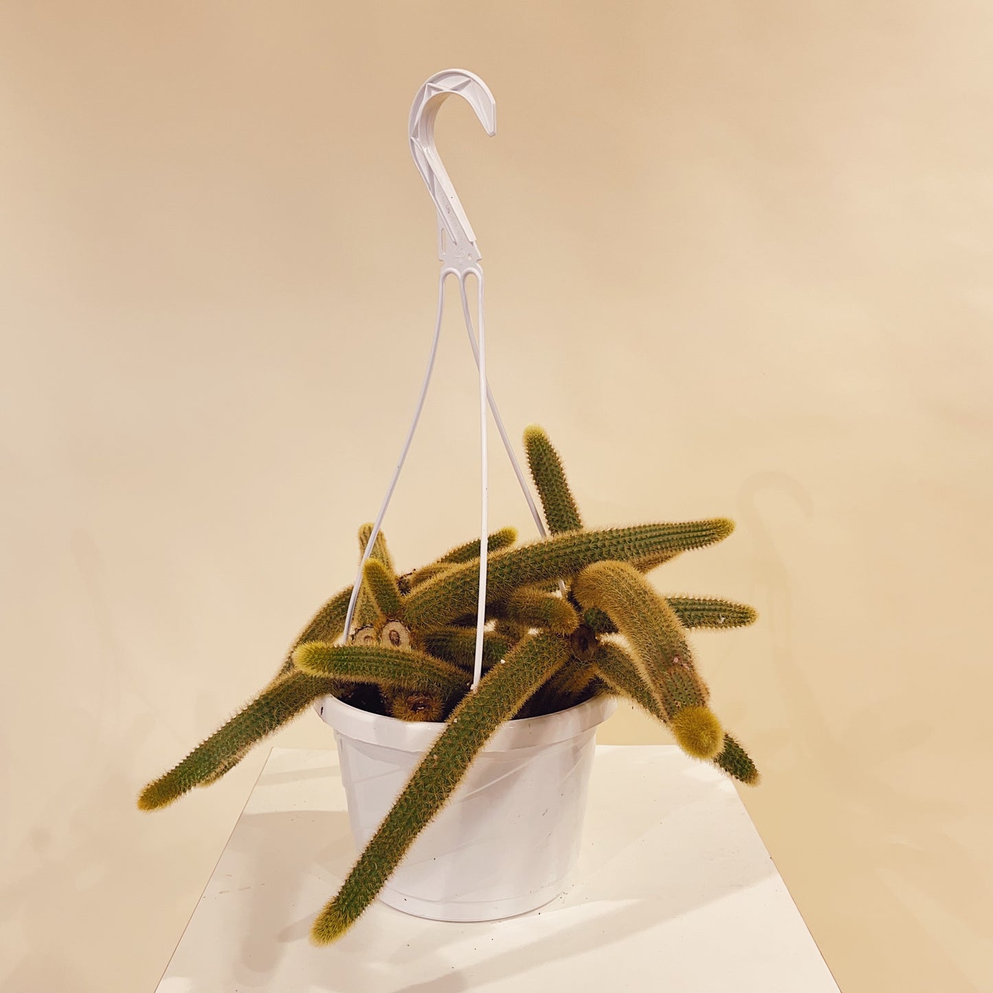 Monkey Tail Cactus: Cleistocactus colademononis - 8 inch hanging basket — indoor plant — indoor plant for sale by Promise Supply for delivery and pickup in Toronto.