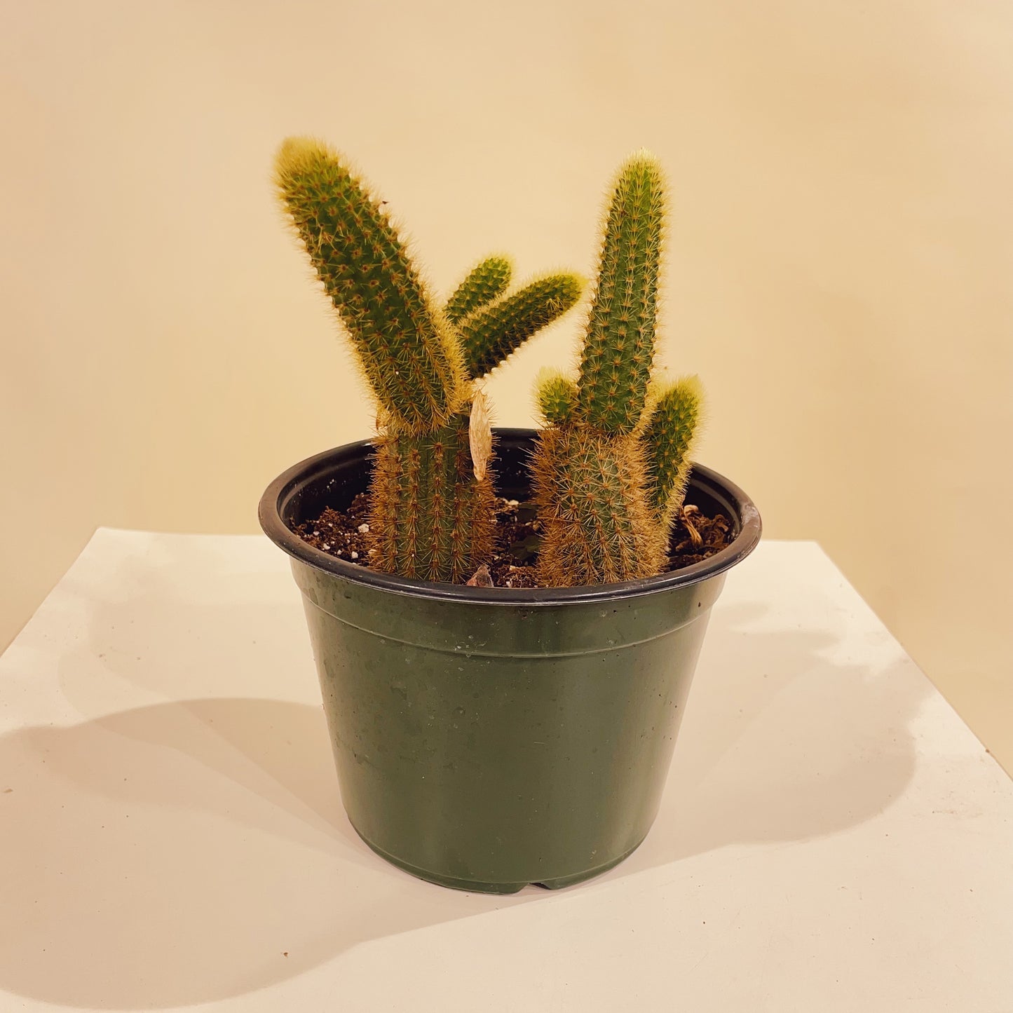 Rat Tail Cactus: Aporocactus flagelliformis - 6 inch pot — indoor plant — indoor plant for sale by Promise Supply for delivery and pickup in Toronto.