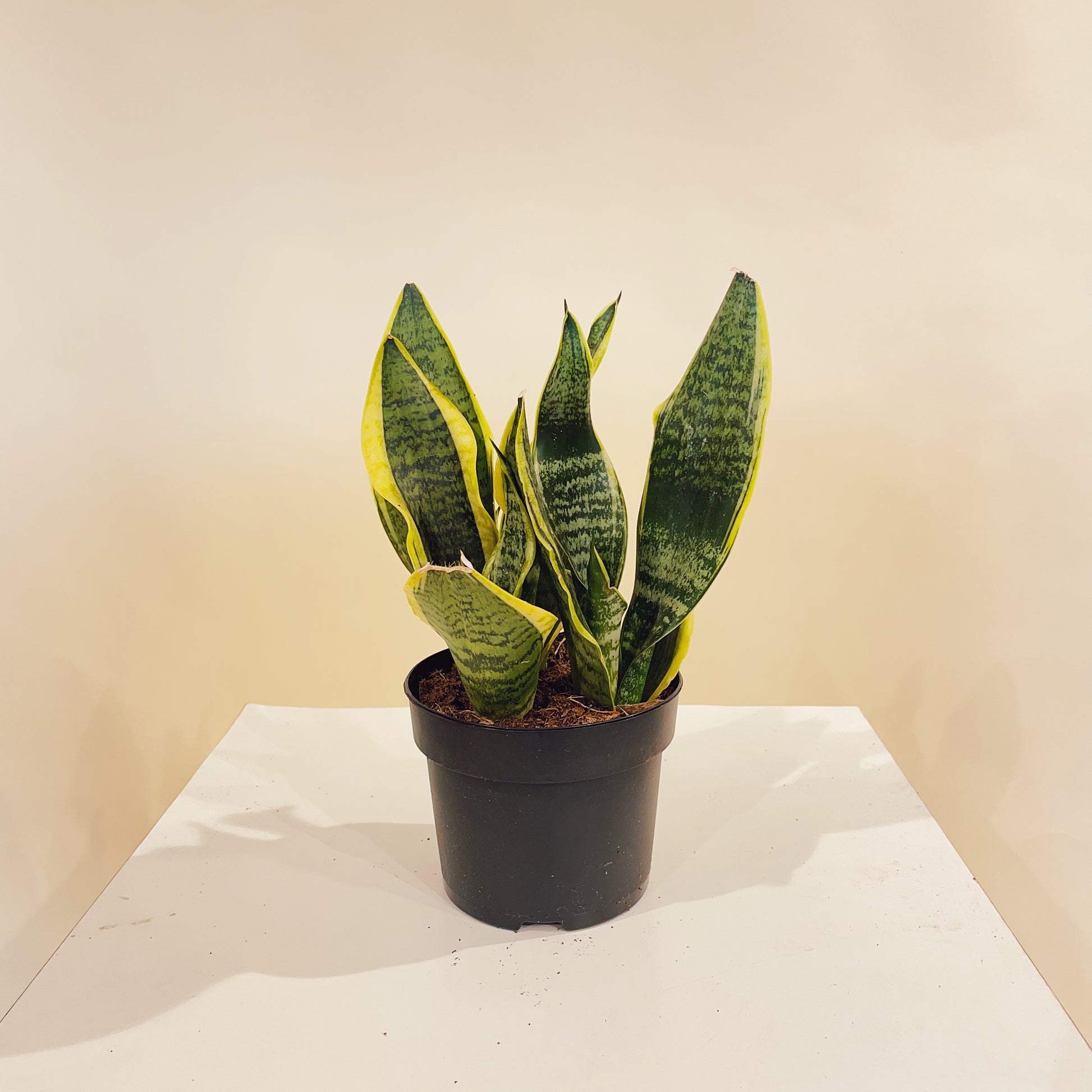 Yellow Snake Plant: Sansevieria trifasciata 'Futura Superba Laurentii' - 5 inch pot — indoor plant — indoor plant for sale by Promise Supply for delivery and pickup in Toronto.