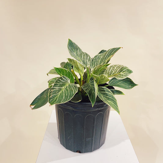Birkin Plant: Philodendron - 10 inch pot — indoor plant — indoor plant for sale by Promise Supply for delivery and pickup in Toronto.