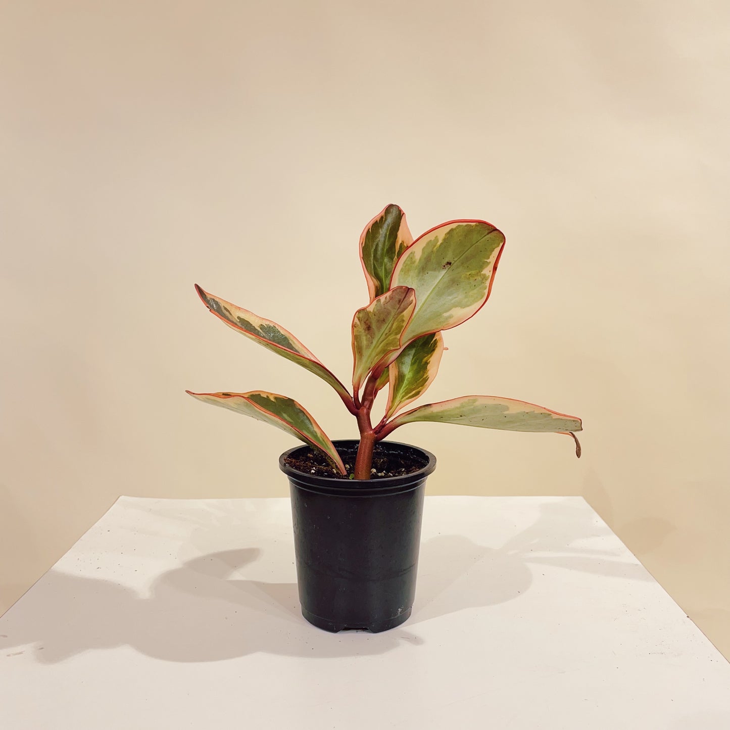Tricolor Peperomia (Peperomia clusiifolia) in a 4 inch pot. Indoor plant for sale by Promise Supply for delivery and pickup in Toronto