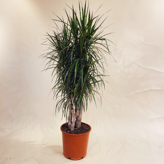 Madagascar Dragon tree, Dragon Tree, (Dracaena marginata) in a 14 inch pot. Indoor plant for sale by Promise Supply for delivery and pickup in Toronto