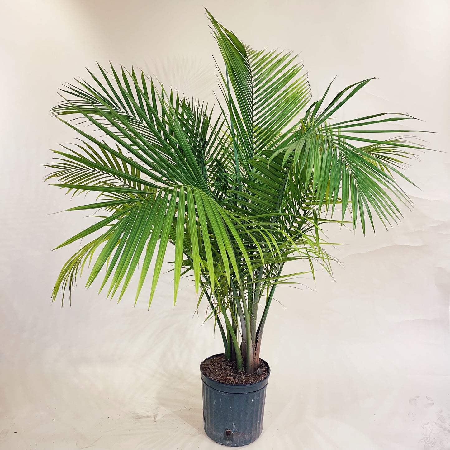 Majesty Palm: Ravenea rivularis - 12 inch pot - 4.5-5.5 foot tall — indoor plant — indoor plant for sale by Promise Supply for delivery and pickup in Toronto.