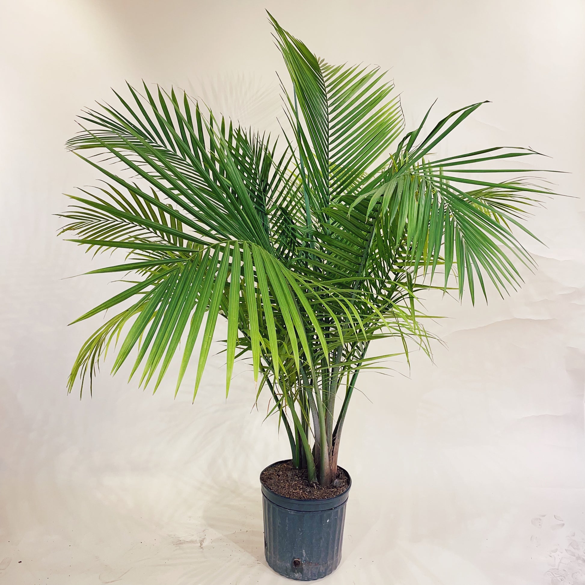 Majesty Palm: Ravenea rivularis - 12 inch pot - 4.5-5.5 foot tall — indoor plant — indoor plant for sale by Promise Supply for delivery and pickup in Toronto.