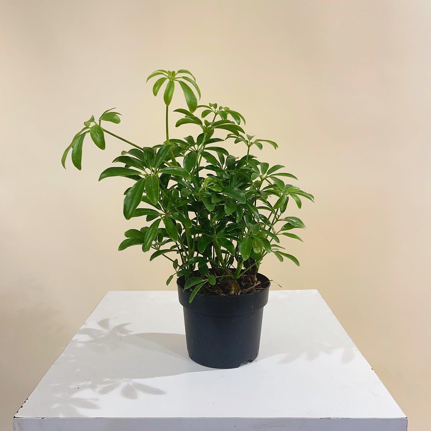 Dwarf Umbrella Bush: Schefflera arboricola - 5 inch pot — indoor plant — indoor plant for sale by Promise Supply for delivery and pickup in Toronto.
