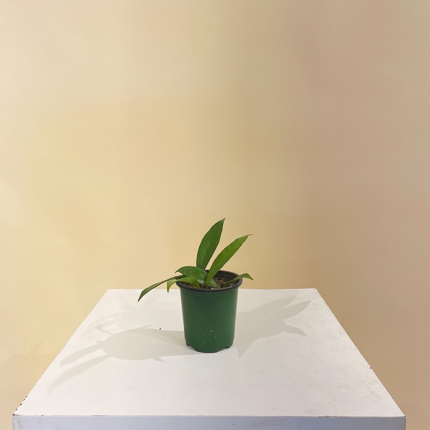 Waxflower (Hoya pubicalyx) in a 4 inch pot. Indoor plant for sale by Promise Supply for delivery and pickup in Toronto