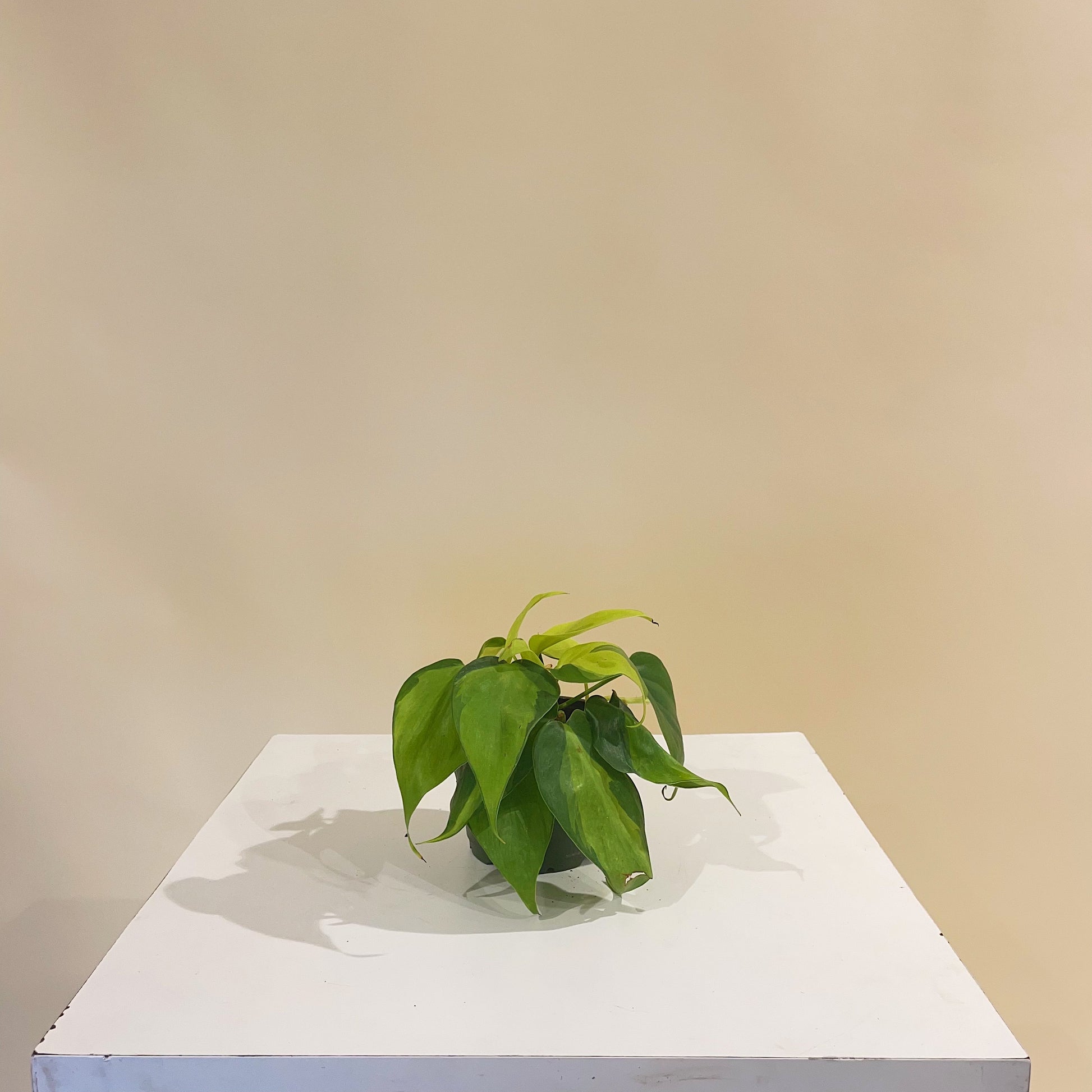 Brasil Heart Leaf: Philodendron cordatum - 4 inch pot — indoor plant — indoor plant for sale by Promise Supply for delivery and pickup in Toronto.