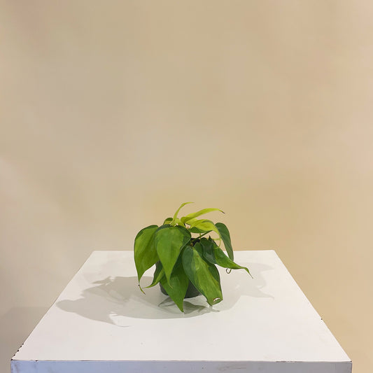 Brasil Heart Leaf: Philodendron cordatum - 4 inch pot — indoor plant — indoor plant for sale by Promise Supply for delivery and pickup in Toronto.