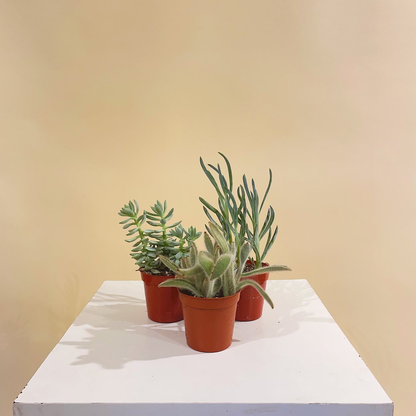 Assorted Succulents () in a 4 inch pot. Indoor plant for sale by Promise Supply for delivery and pickup in Toronto