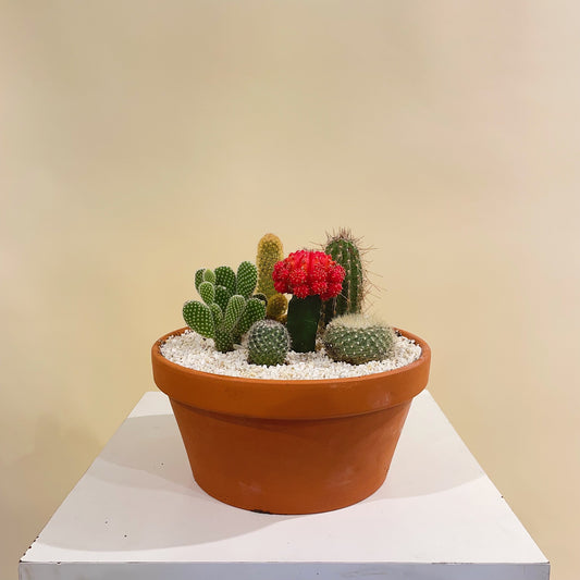 Cactus Garden: Assorted Cacti in a Terracotta Clay Pot with Drainage and Tray - 8 inch pot — indoor plant — indoor plant for sale by Promise Supply for delivery and pickup in Toronto.