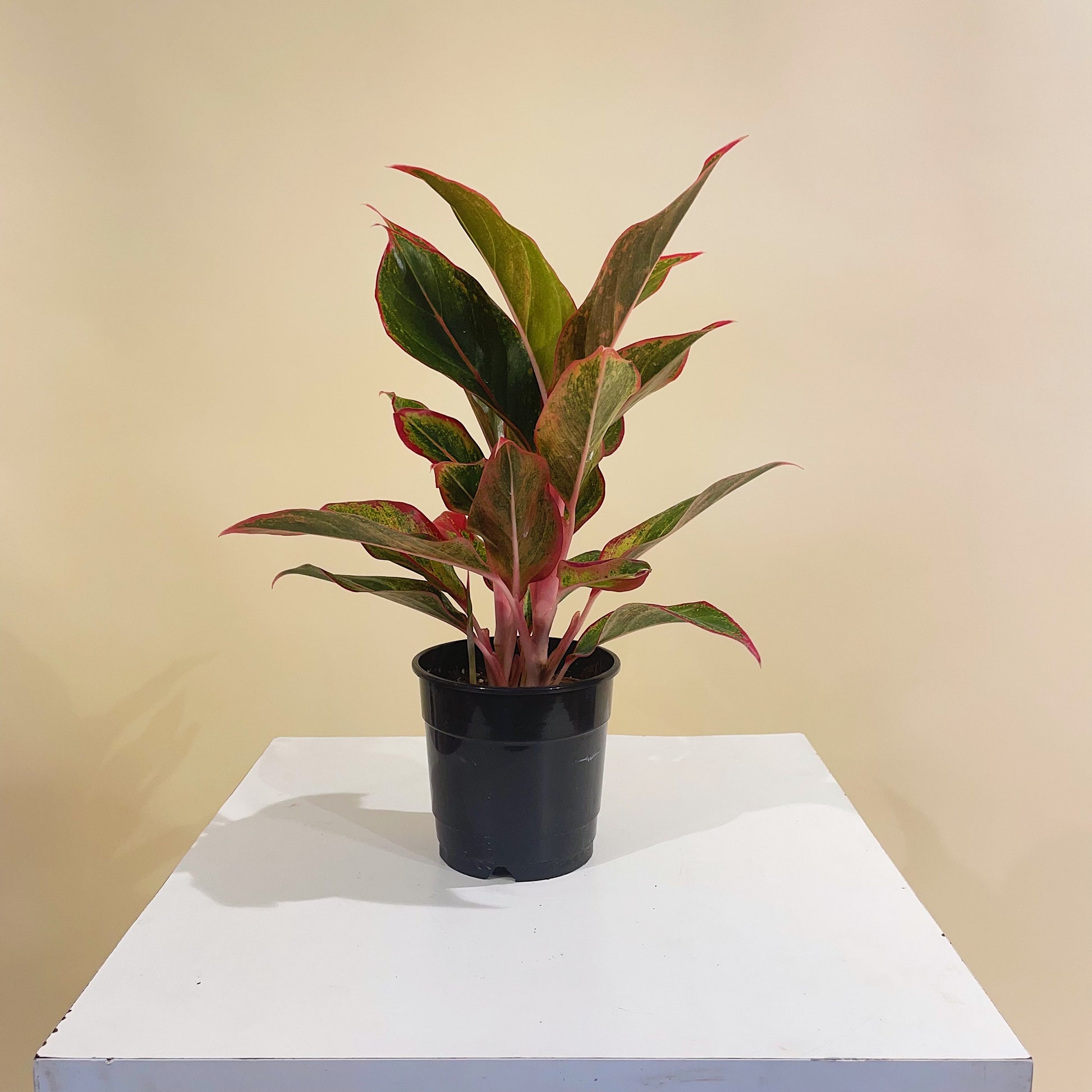 Siam Red Gold Chinese Evergreen: Aglaonema - 5 inch pot — indoor plant — indoor plant for sale by Promise Supply for delivery and pickup in Toronto.