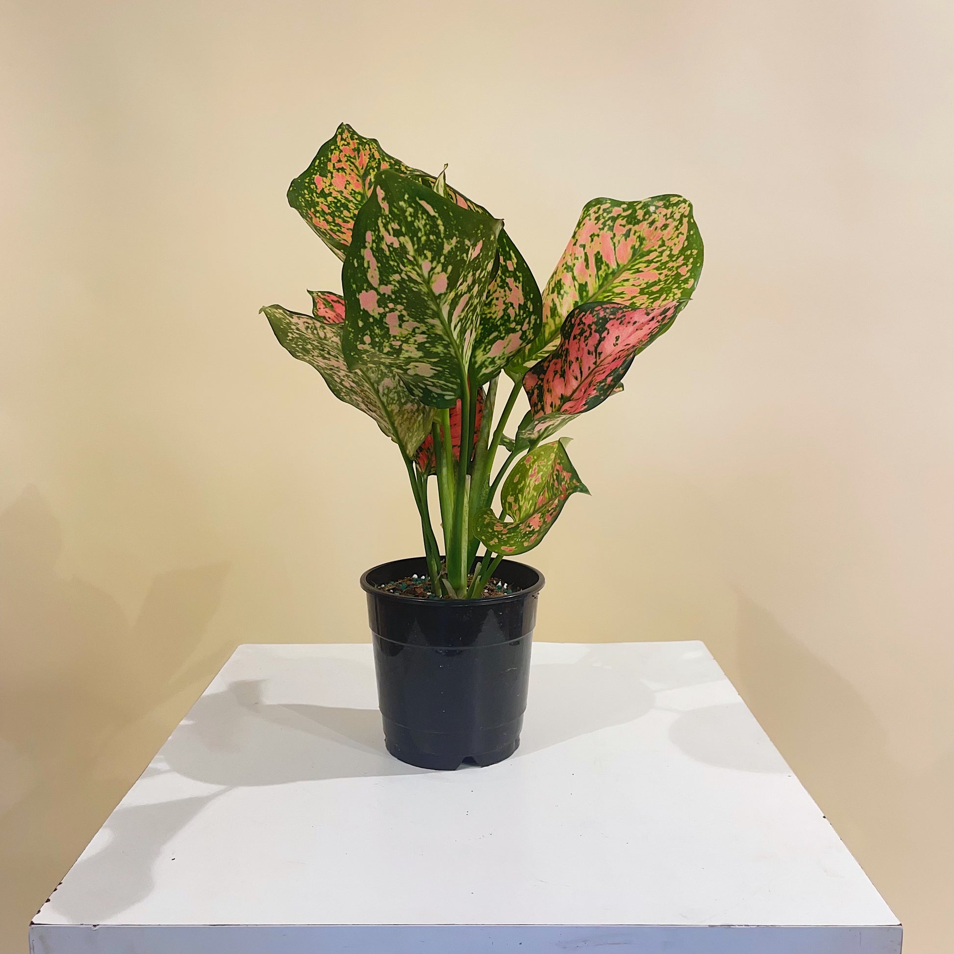 Lady Valentine Chinese Evergreen: Aglaonema anyamanee - 5 inch pot — indoor plant — indoor plant for sale by Promise Supply for delivery and pickup in Toronto.