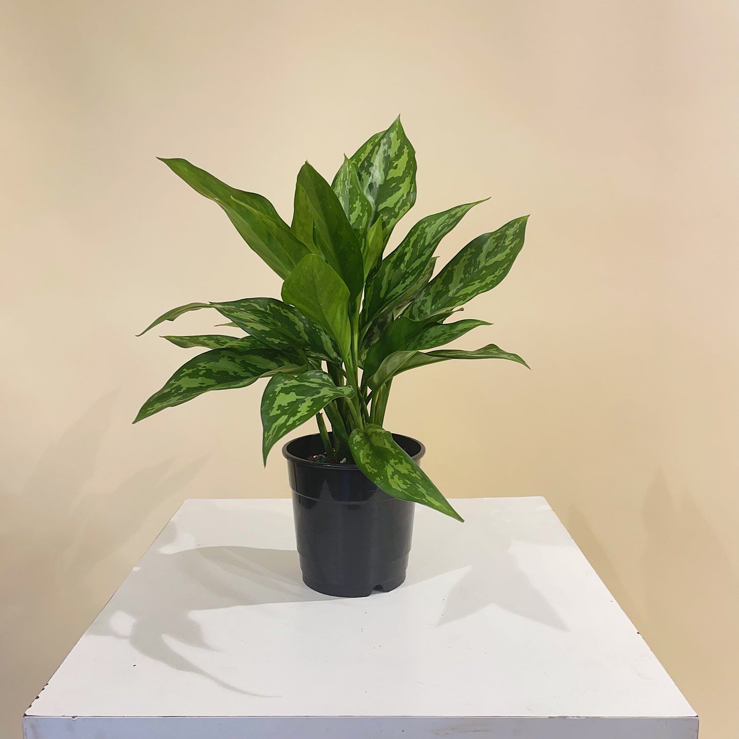 Super Maria Chinese Evergreen: Aglaonema - 5 inch pot — indoor plant — indoor plant for sale by Promise Supply for delivery and pickup in Toronto.