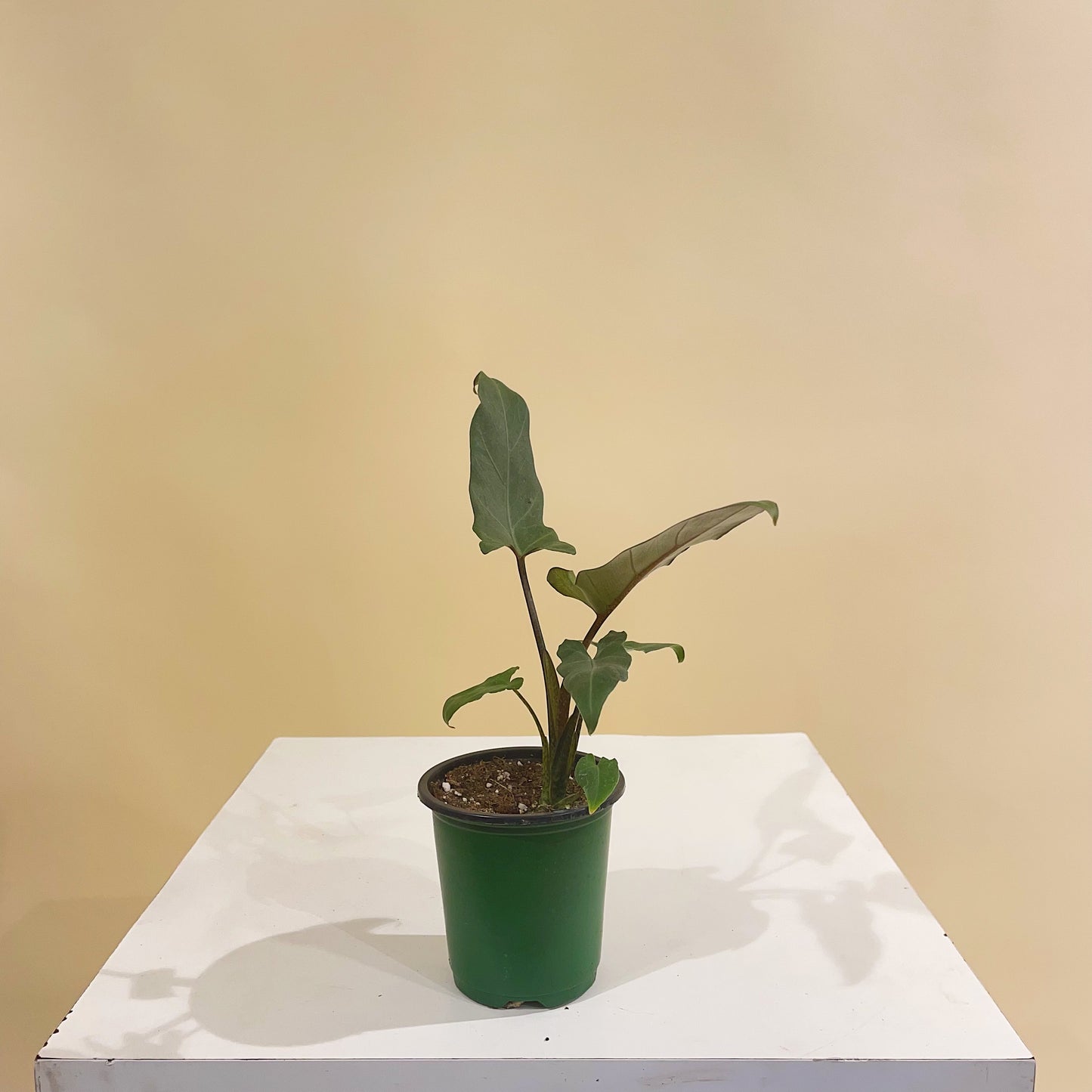 Purple Sword Elephant Ear: Alocasia lauterbachiana - 4 inch pot — indoor plant — indoor plant for sale by Promise Supply for delivery and pickup in Toronto.